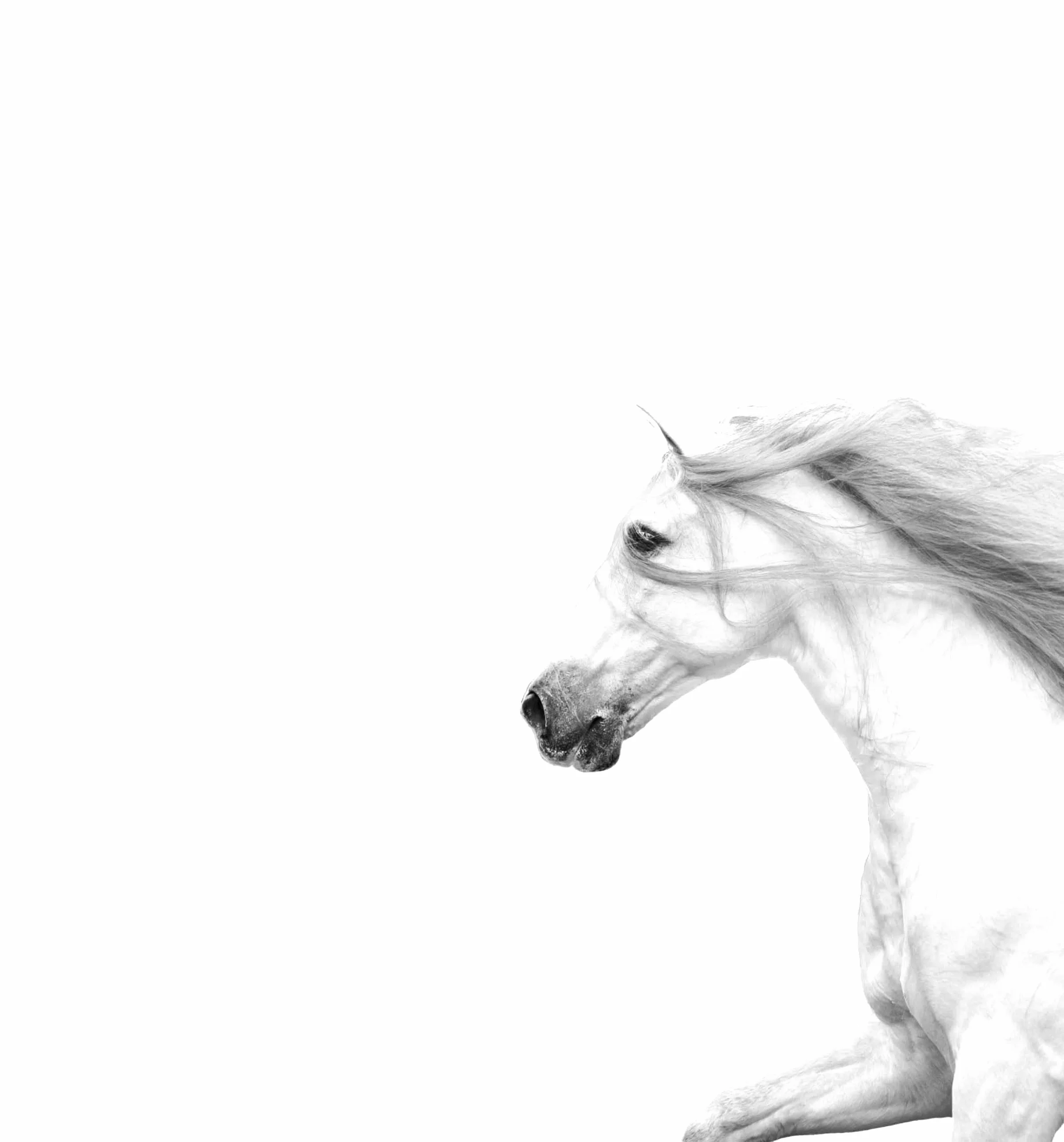 BW Stallion Square.jpg