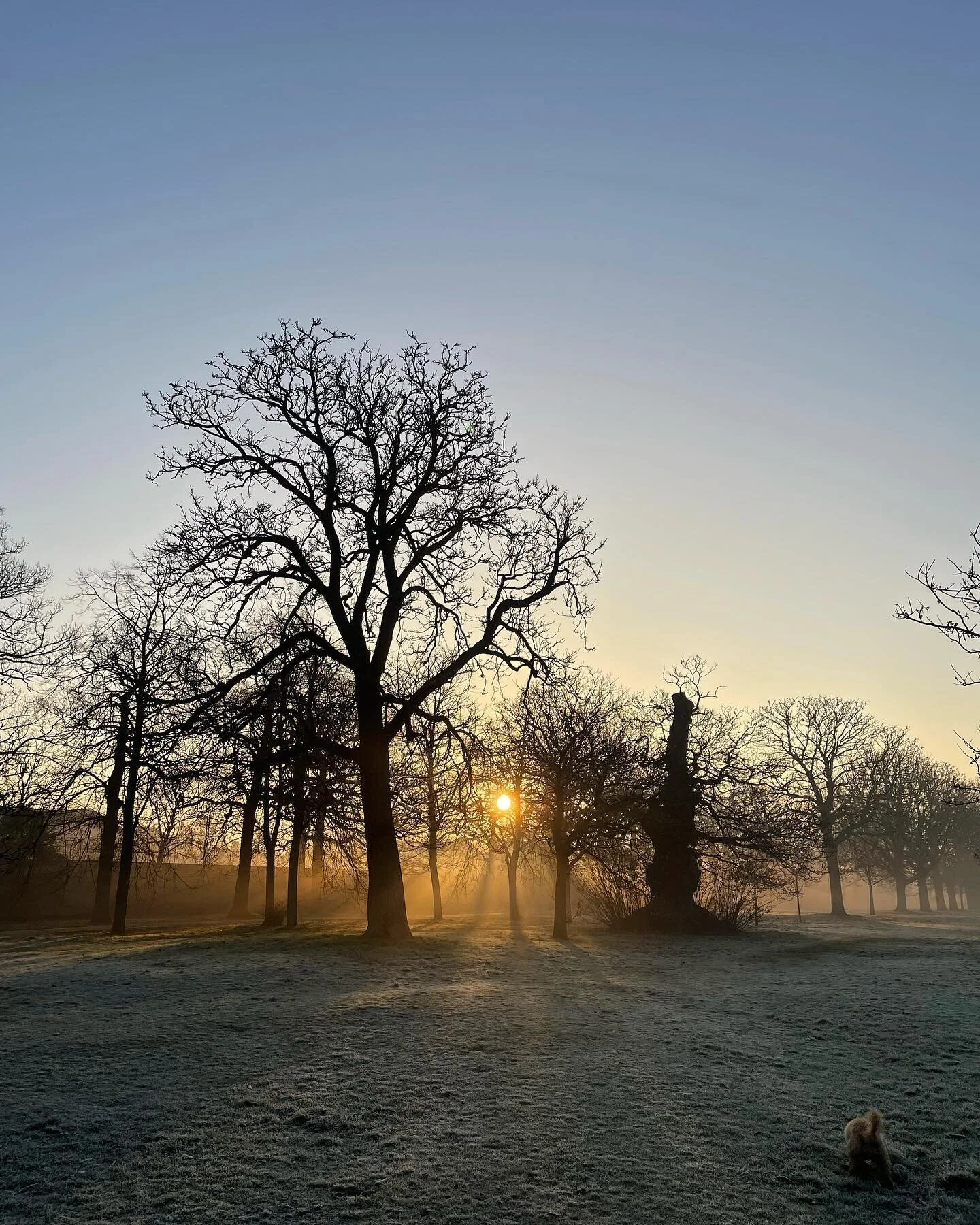 The dog is getting in the way of the nice view. Or is the view getting in the way of the nice dog?

#puppygram #dogsofinstagram #greenwichpark #frosty #noballgames #nottoday #sleepytired
