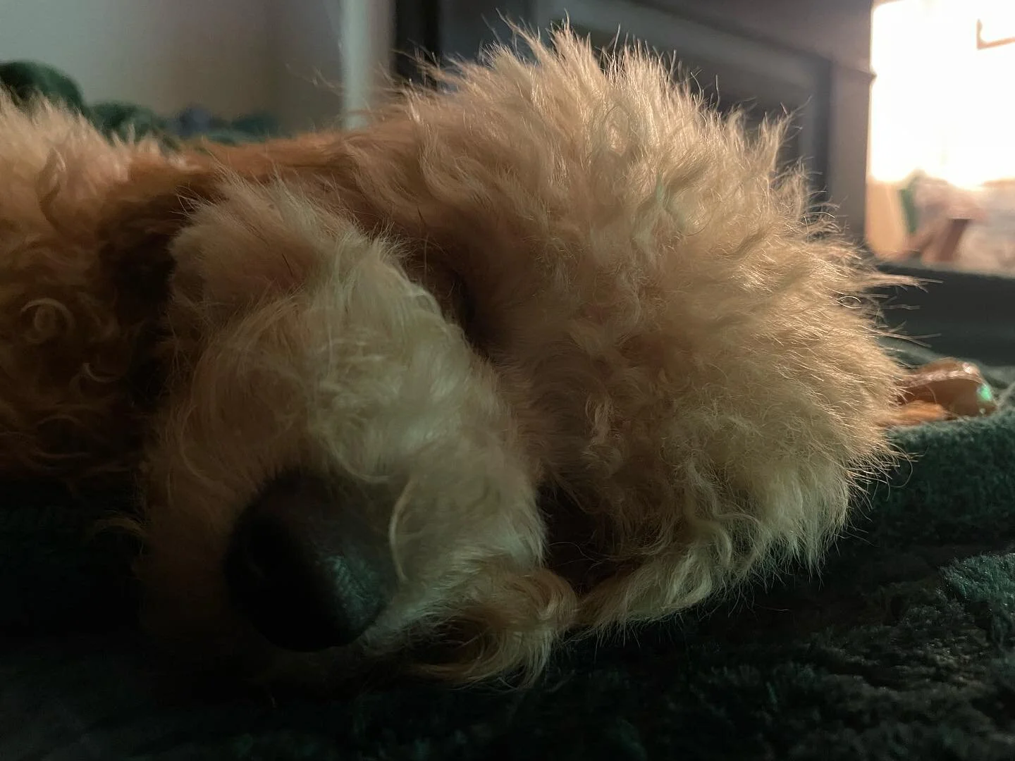 The football is really boring. Here are some pictures of the bear-pup 🐻 🐶 

Edit: OK, there&rsquo;s been a goal. Less boring.

#cavapoo #worldcup #bearpup #puppylife #puppygram