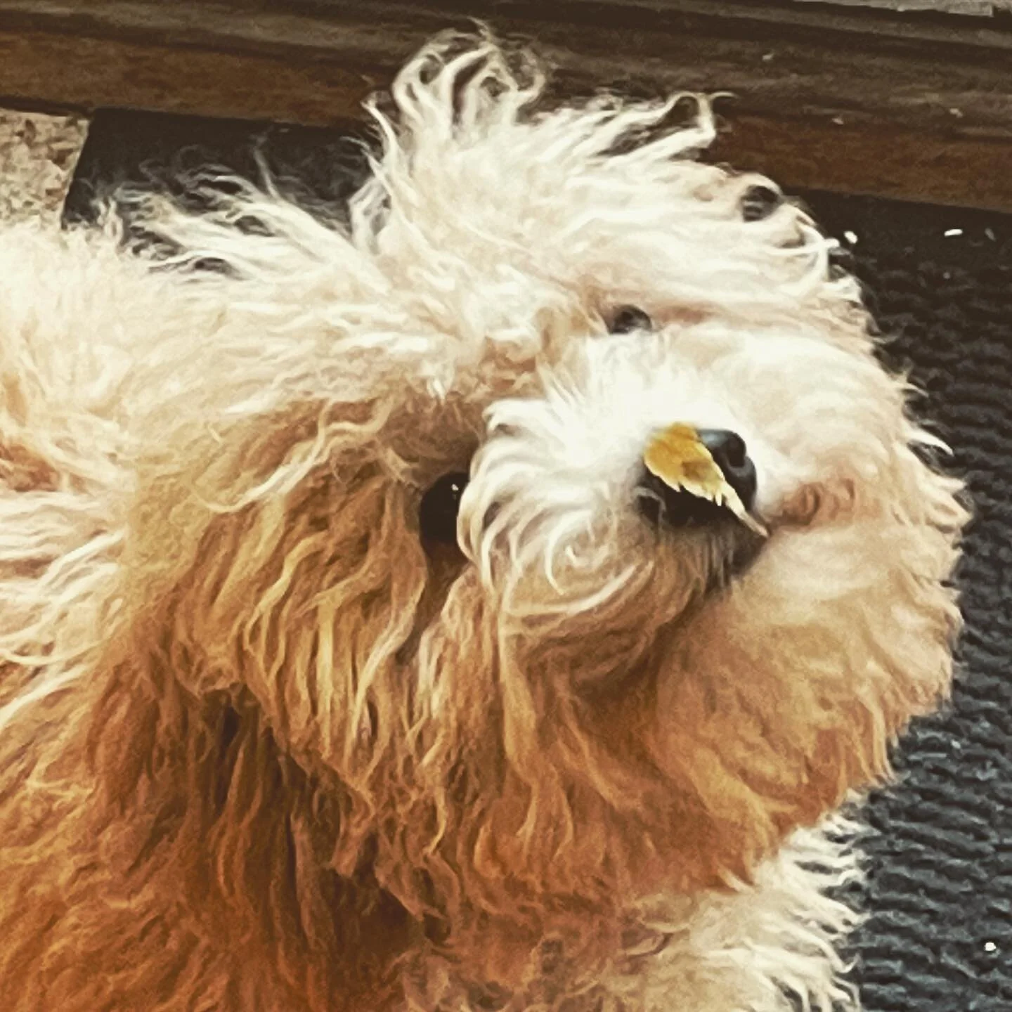 She&rsquo;s a silly thing. And yes, this is basically my Instagram now. What of it? 🐶 

#puplife #cavapoo