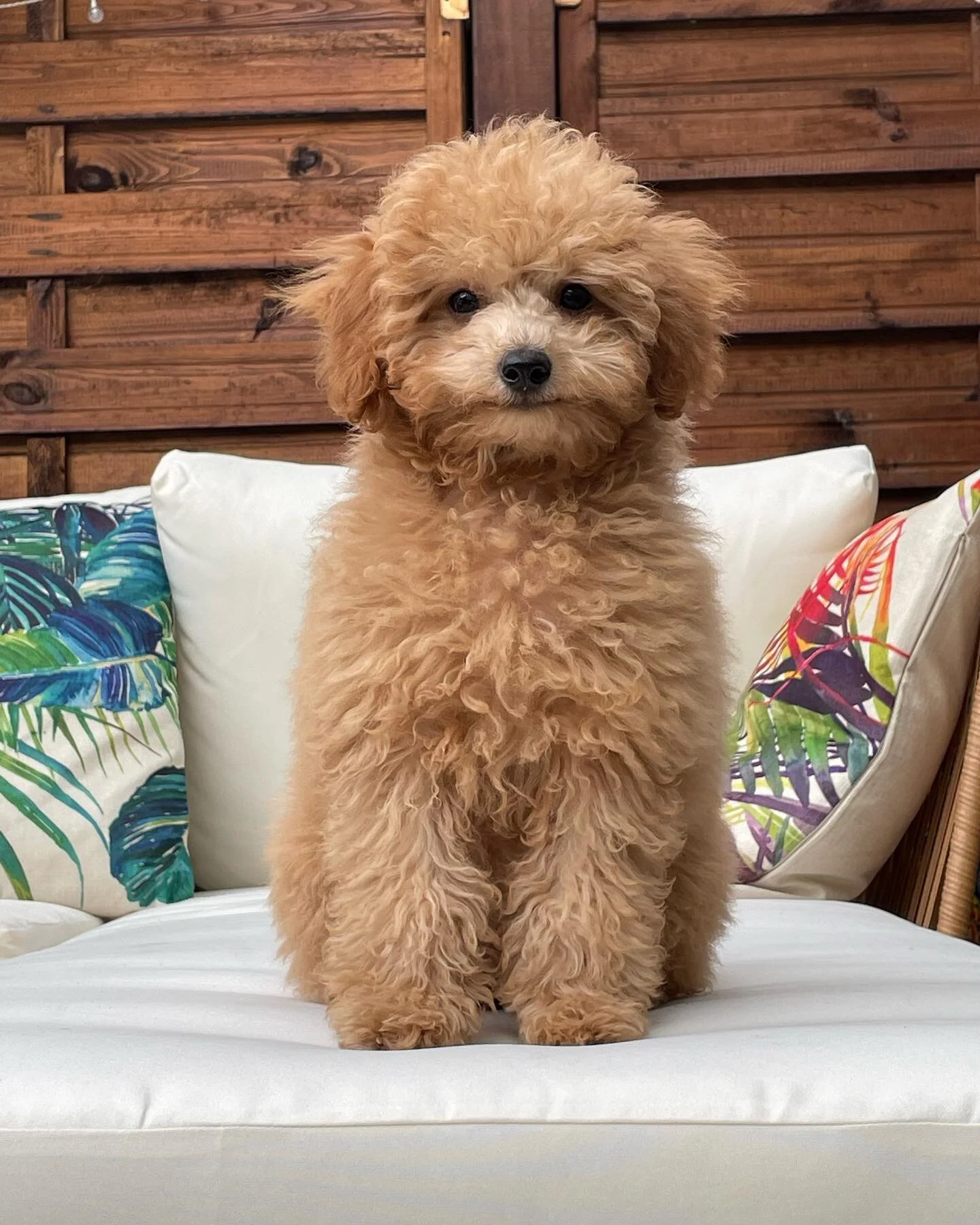 This is why we&rsquo;re tired now 🐶 🐻 

#cavapoo #puppy #530amclub