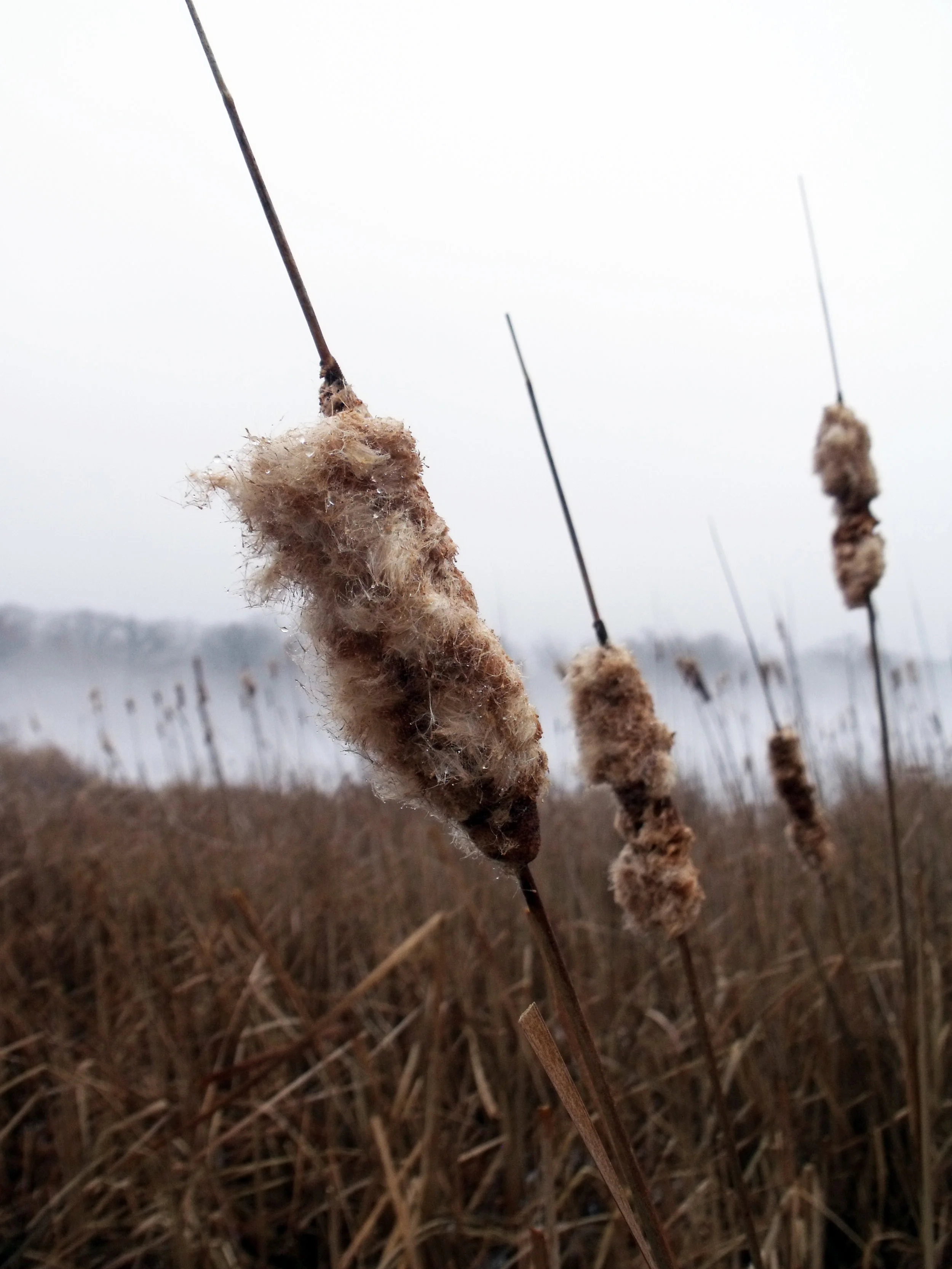Cattails, Wisconsin