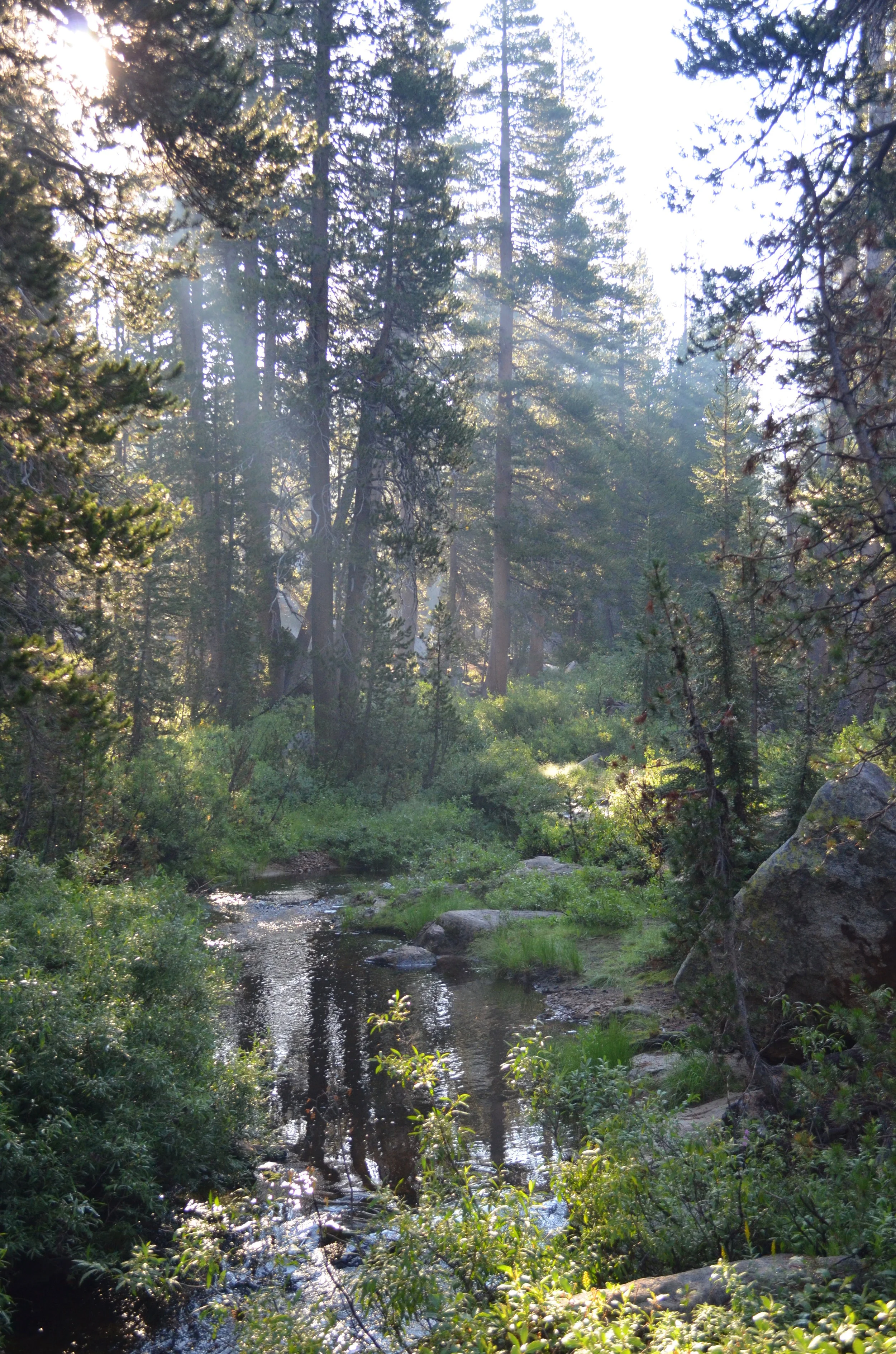 Sunlit Stream, Yosemite
