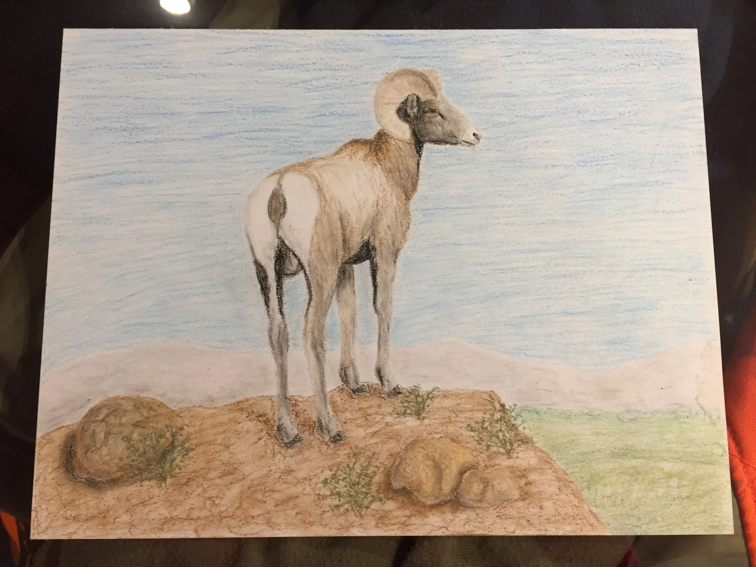 Bighorn, colored pencil &amp; pastel on paper