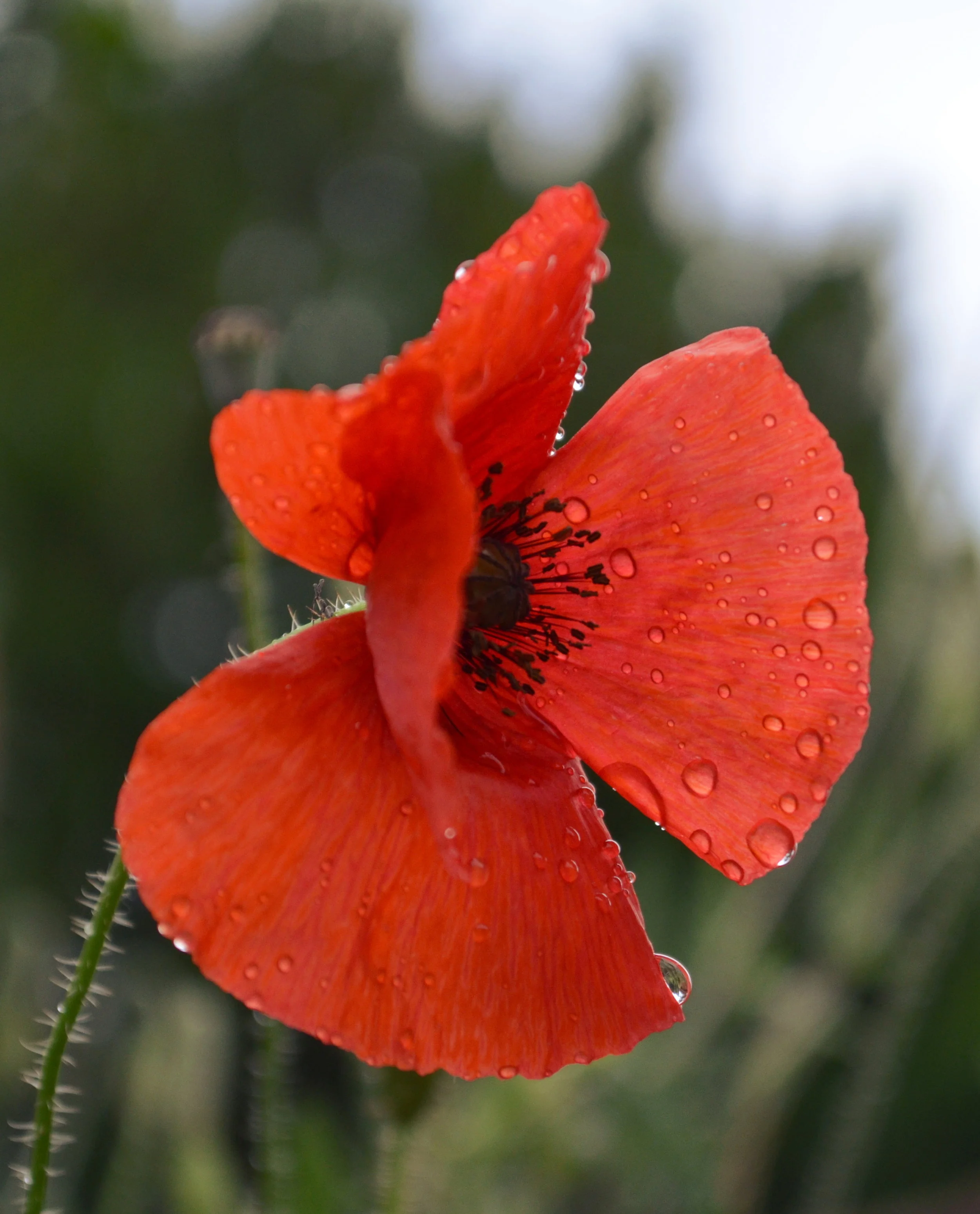 Wet Poppy, Tuscany