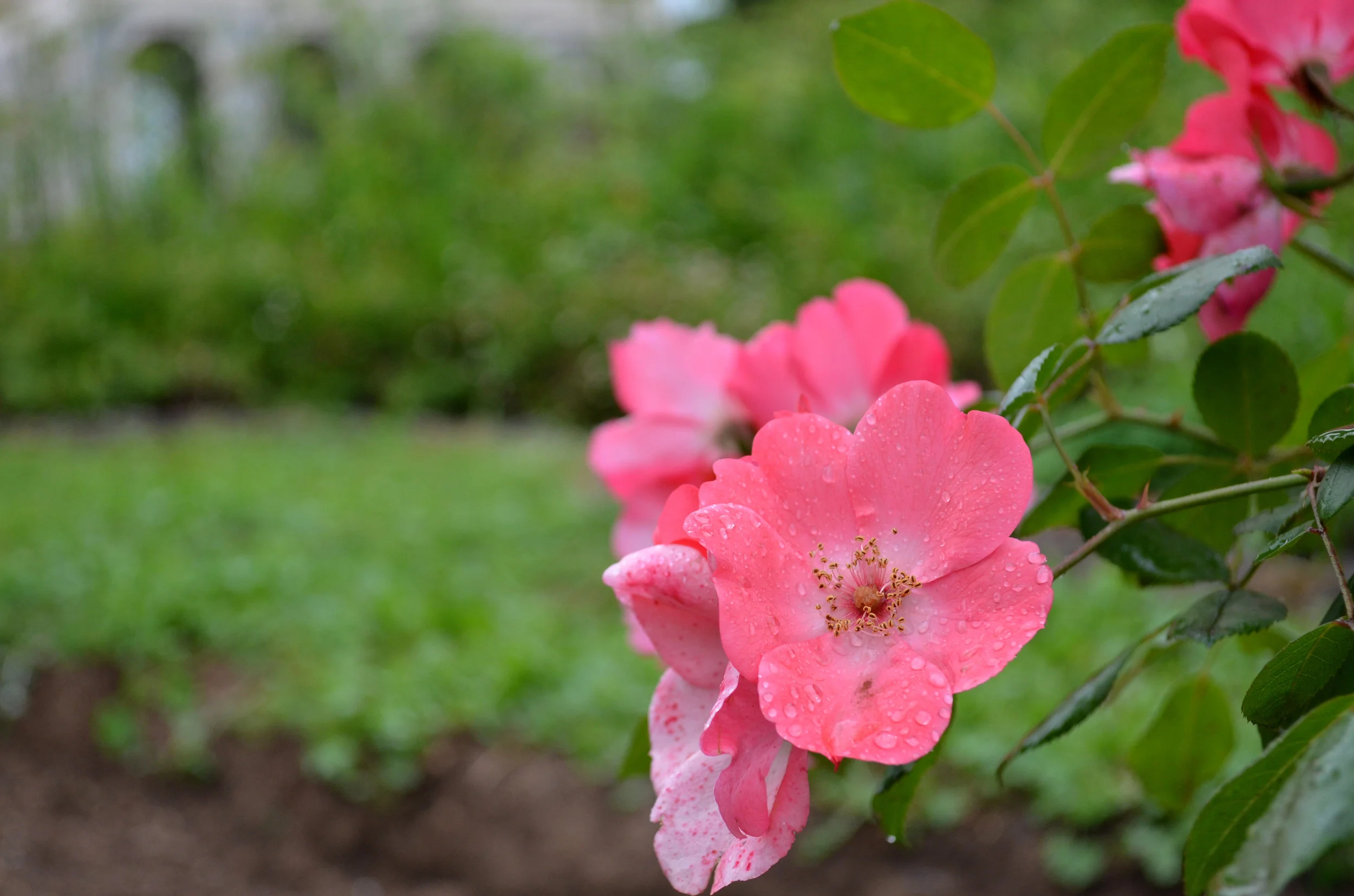 Pink Flowers, Rome