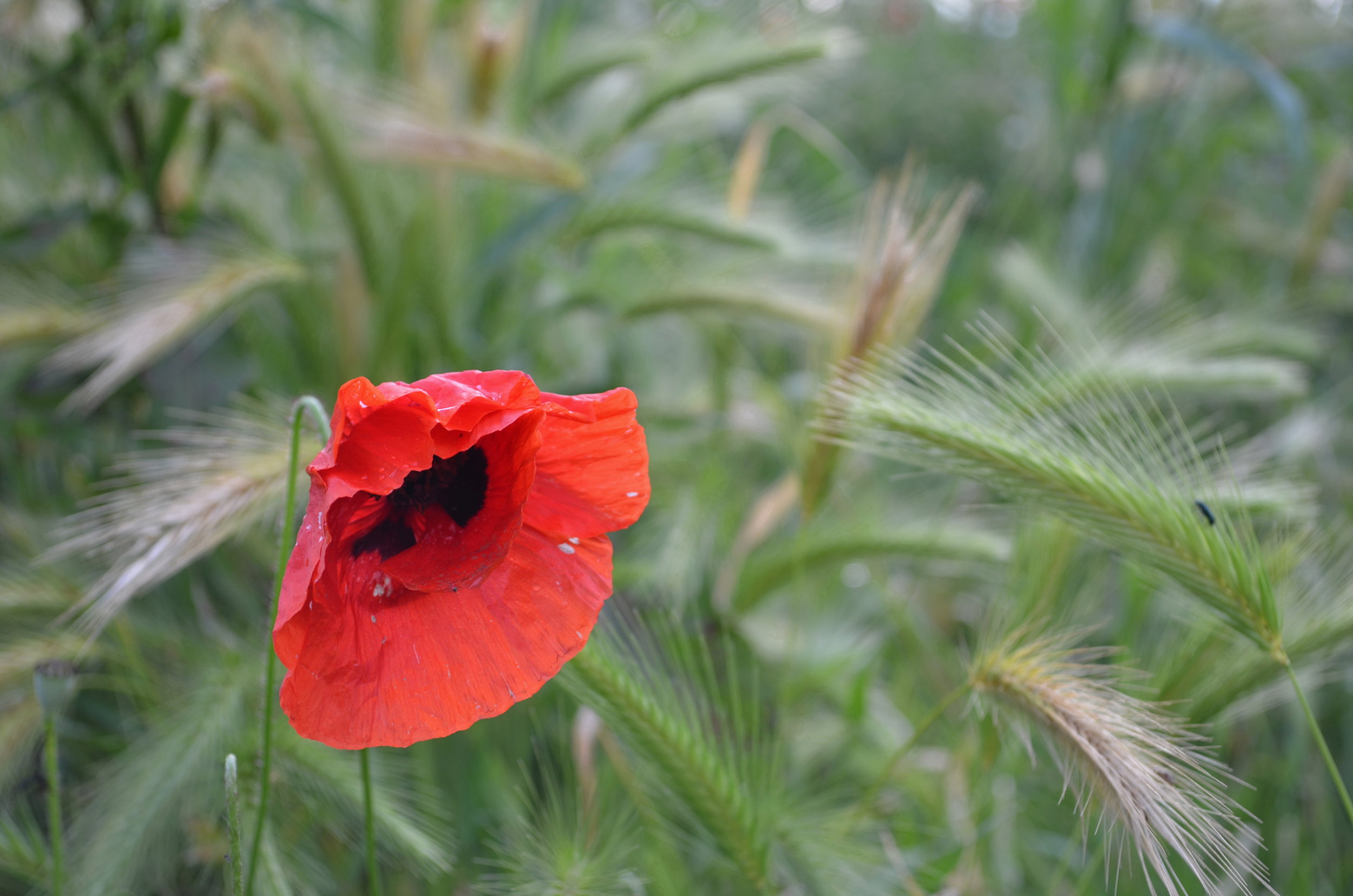 Poppy, Tuscany