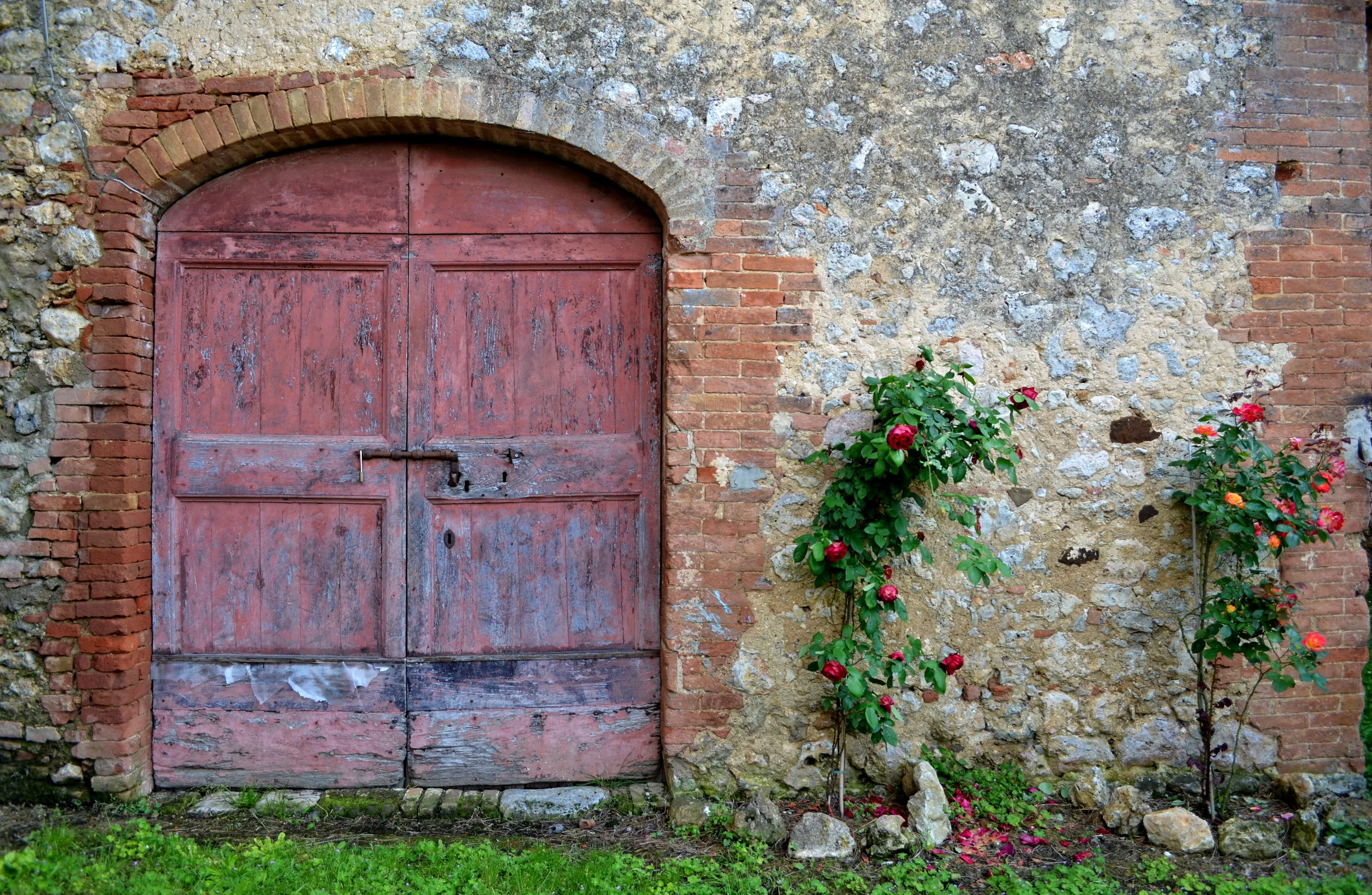 Farmhouse Roses, Tuscany
