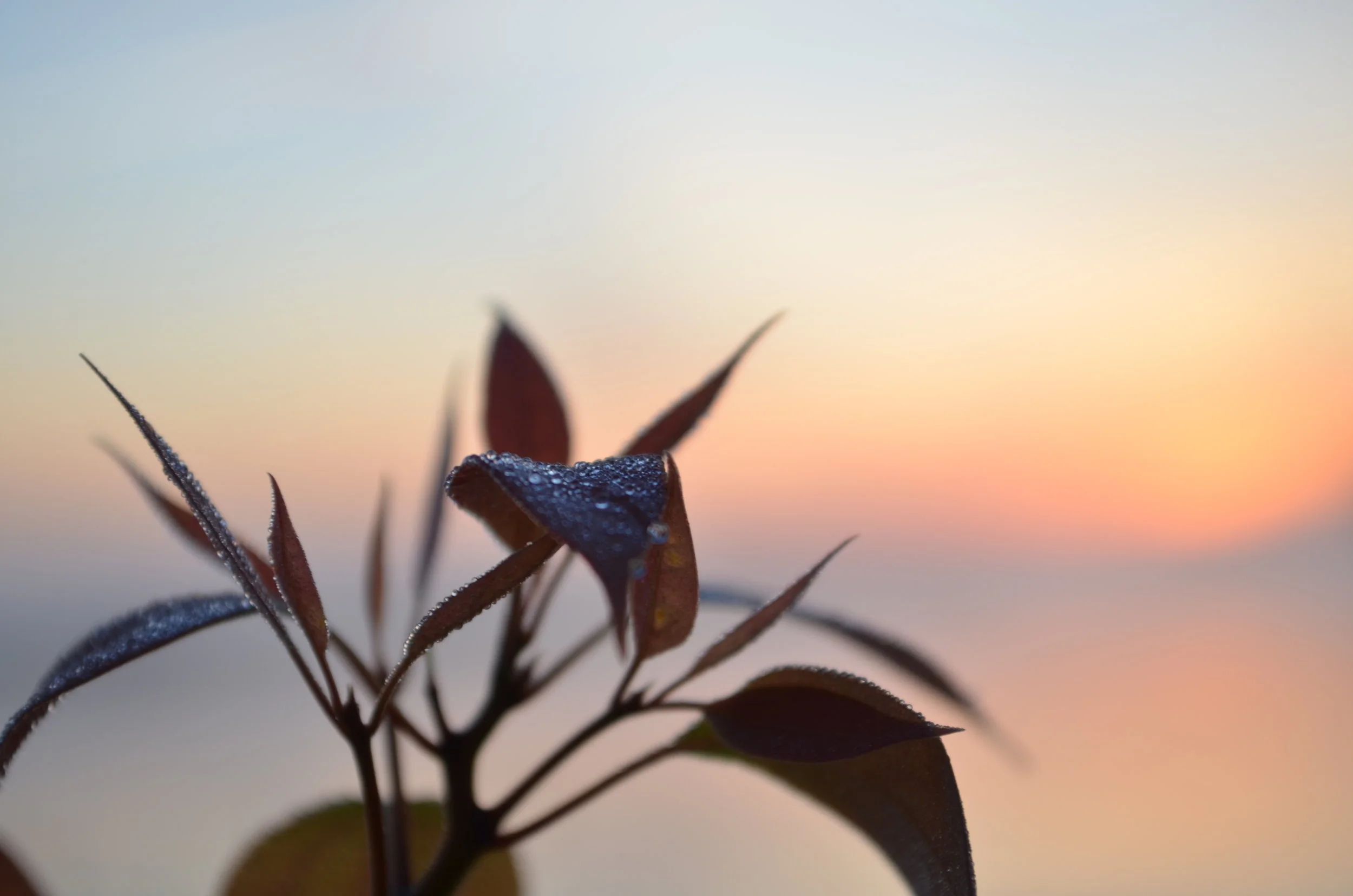 Sunrise, Charleston, SC