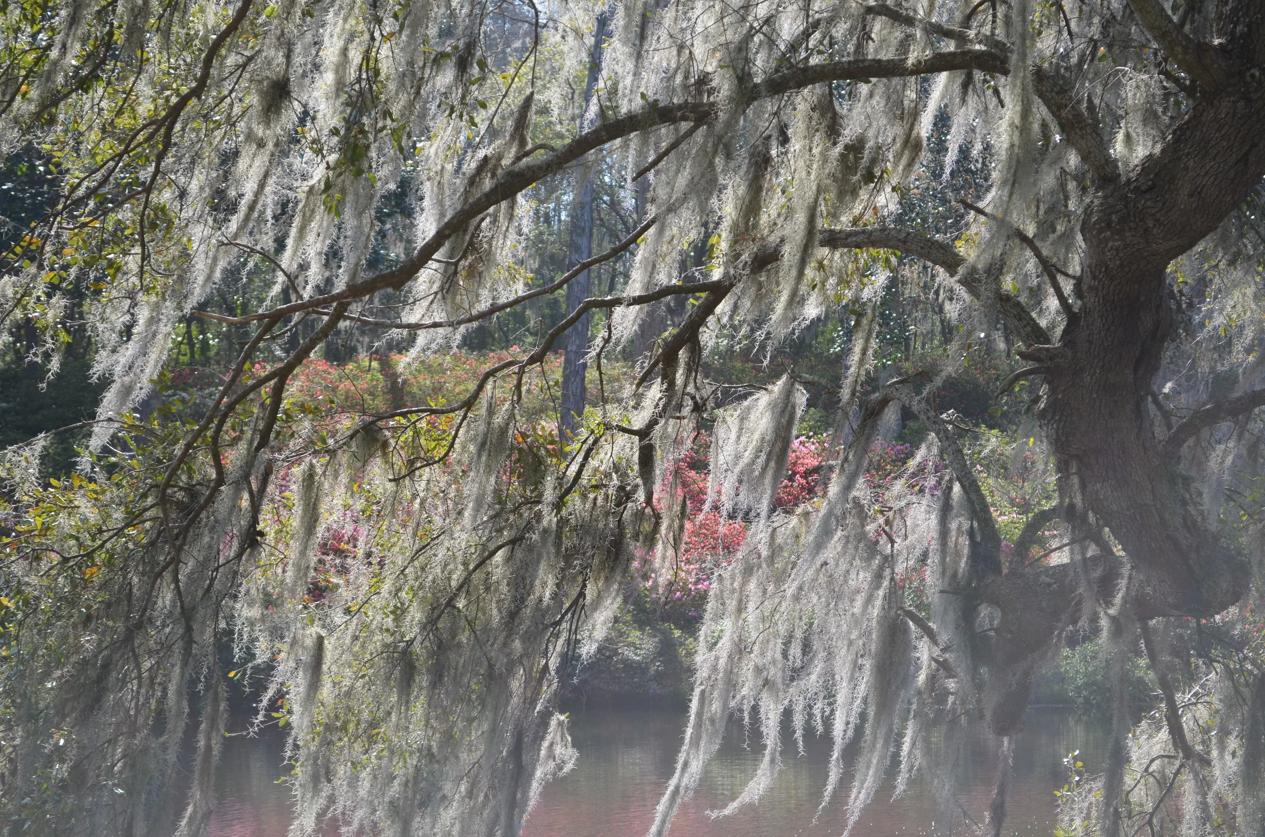 Spanish Moss, Charleston