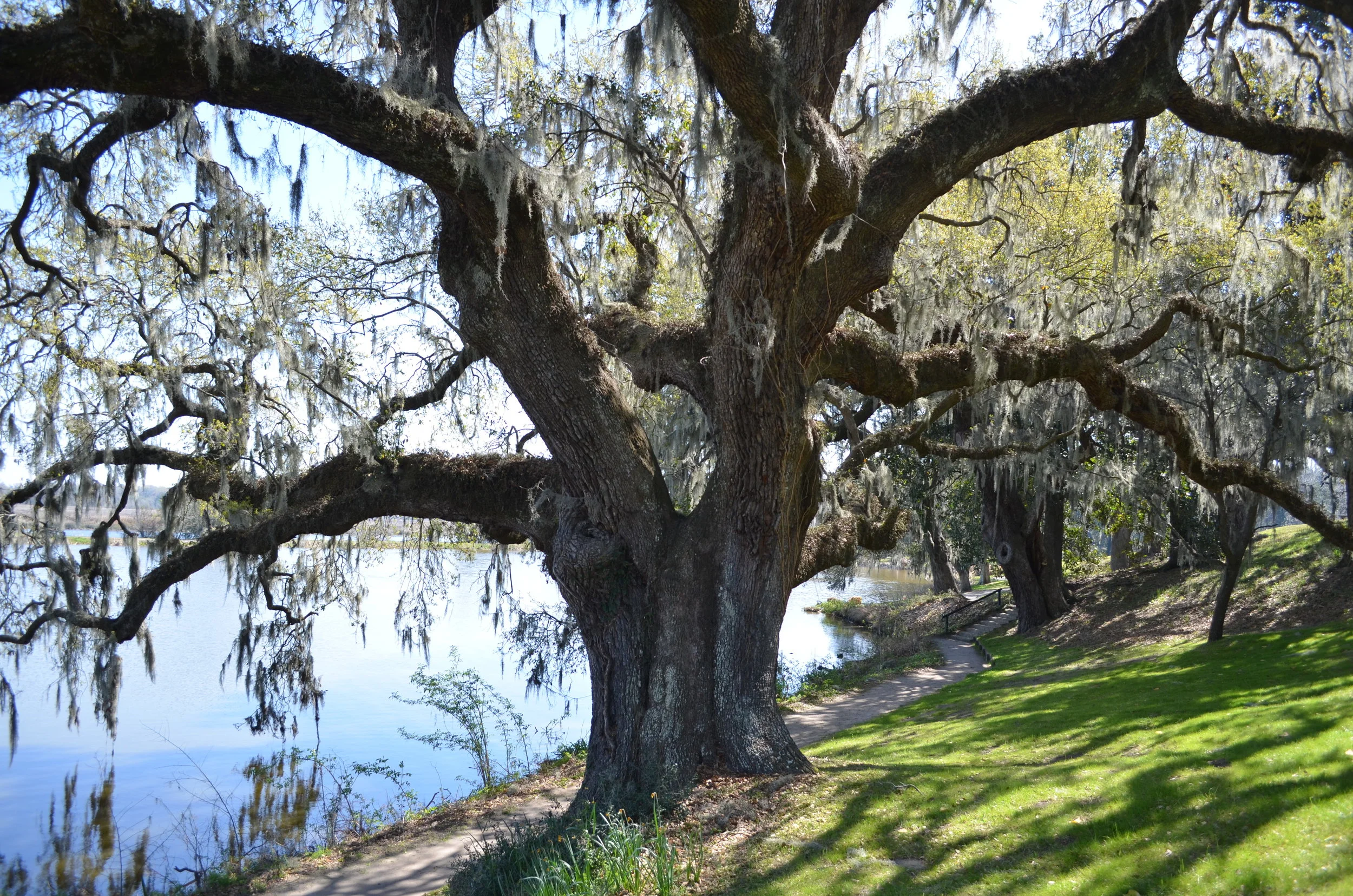 Grand Tree, Charleston, SC