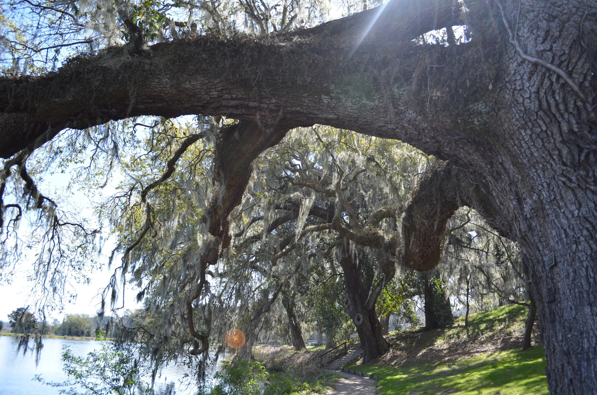 Spanish Moss in the Light, Charleston
