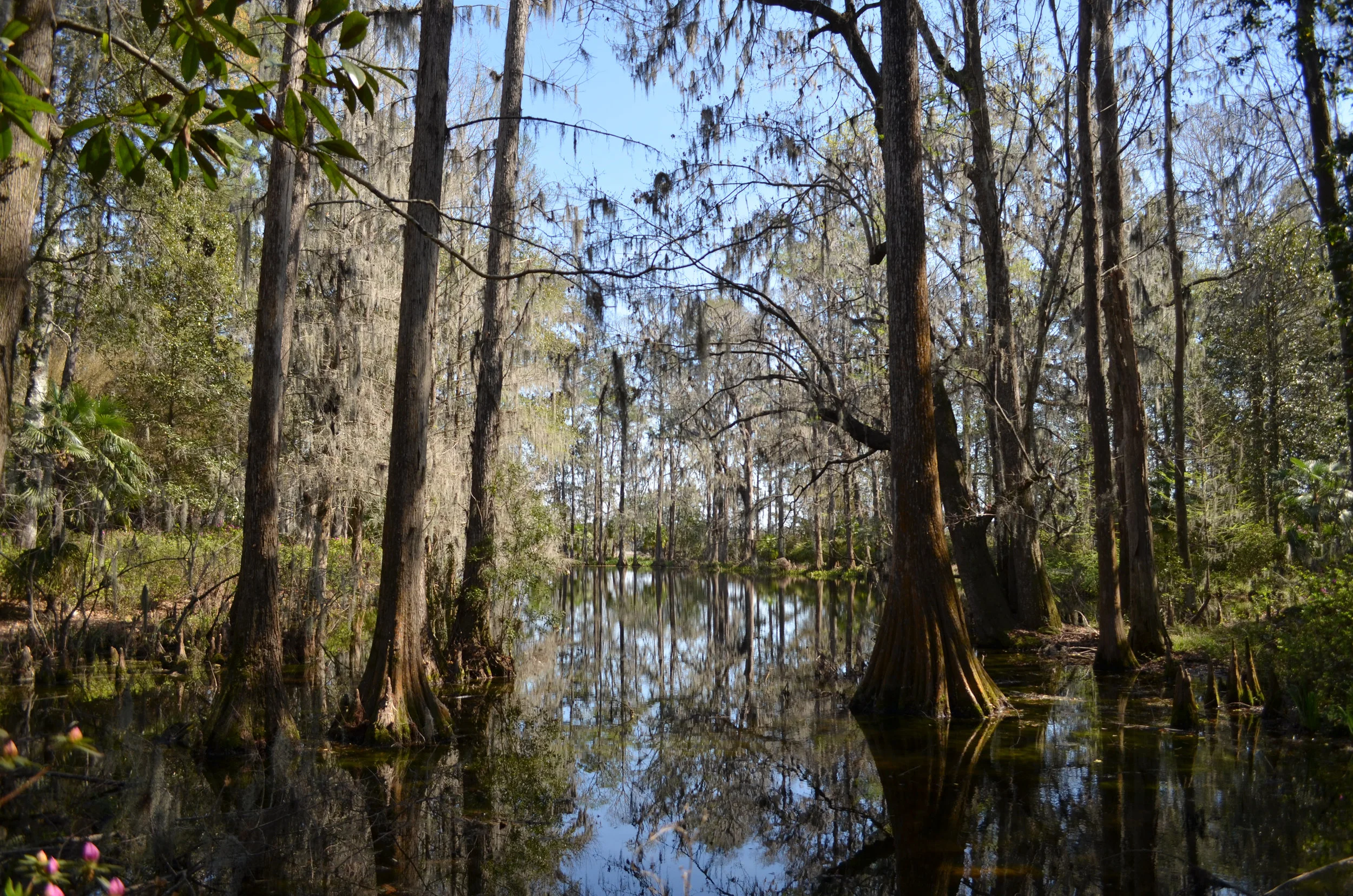 Cypress in the Swamp, Charleston