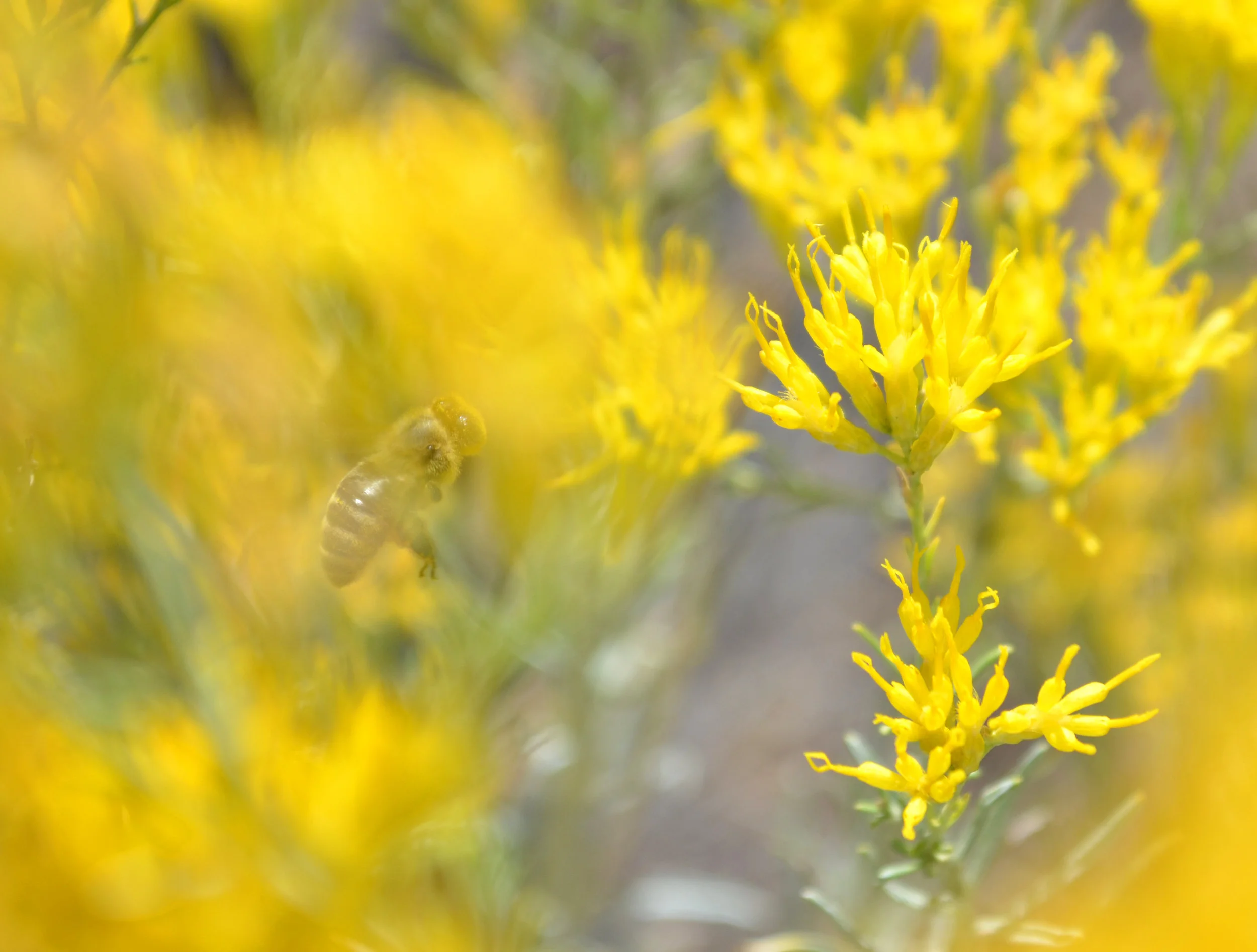 Bee in Yellow, Santa Fe, NM