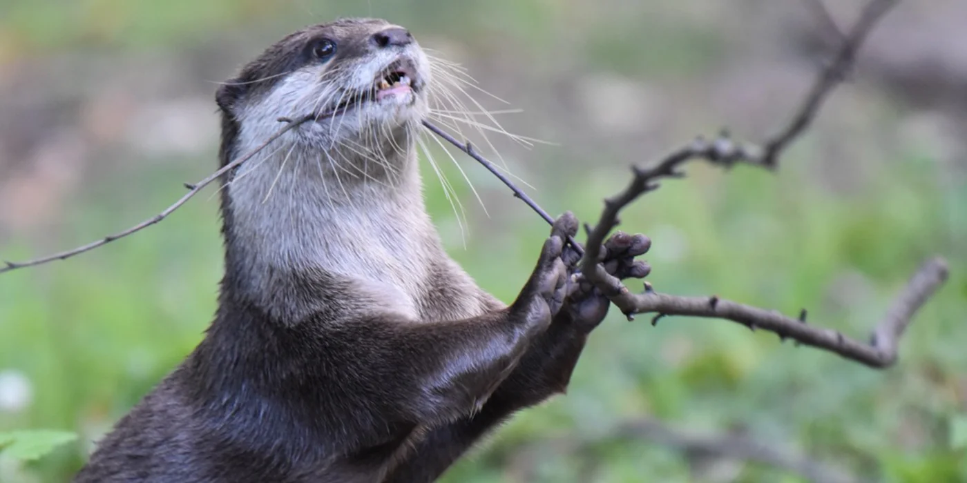 asian-small-clawed-otter.jpg