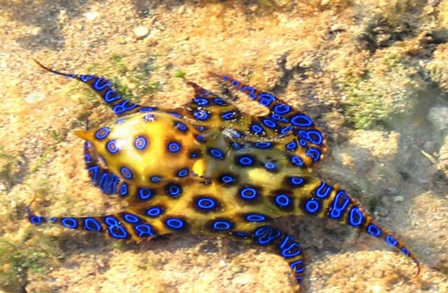 Blue-Ringed-Octopus-4-650x425.jpg
