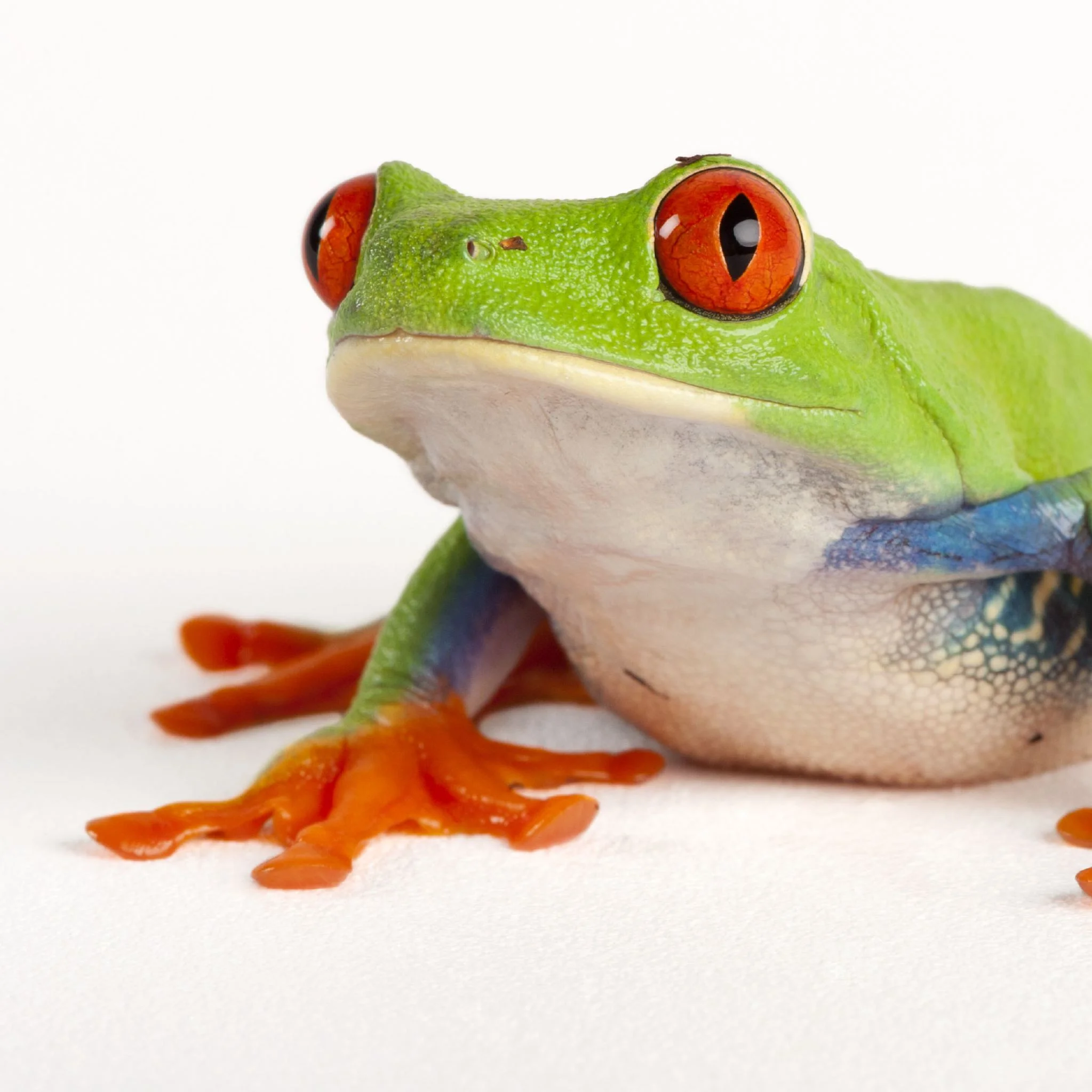 red-eyed-tree-frog_thumb.jpg