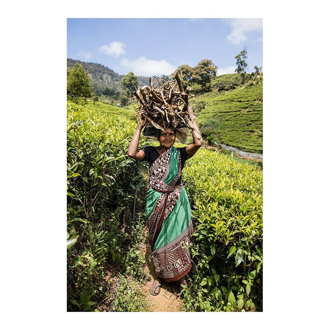 Sri Lanka 2020
.
.
.
.
.
#tea
#travelasia
#travellover
#traveldeeper
#natgeocreative
#travelphotos
#traveljournal
#hikaricreative
#myfeatureshoot
#srilanka
#asia
#mountainlife
#lensculture
#lifeframer
#documentary
#natgeo_lovers
#BBCtravel
#life
#por