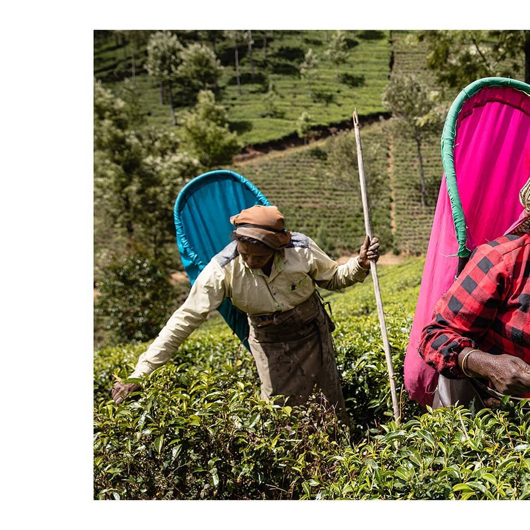 Sri Lanka 2020
.
.
.
.
.
#tea
#travelasia
#travellover
#traveldeeper
#natgeocreative
#travelphotos
#traveljournal
#hikaricreative
#myfeatureshoot
#srilanka
#asia
#mountainlife
#lensculture
#lifeframer
#documentary
#natgeo_lovers
#BBCtravel
#life
#por