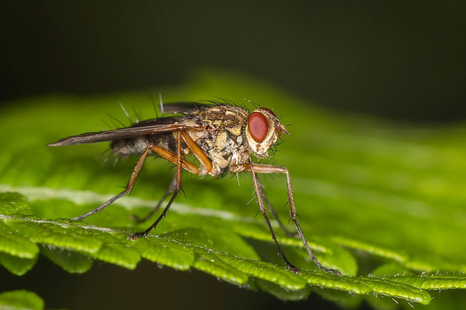 Bob Thomson - Root-maggot Fly.jpg
