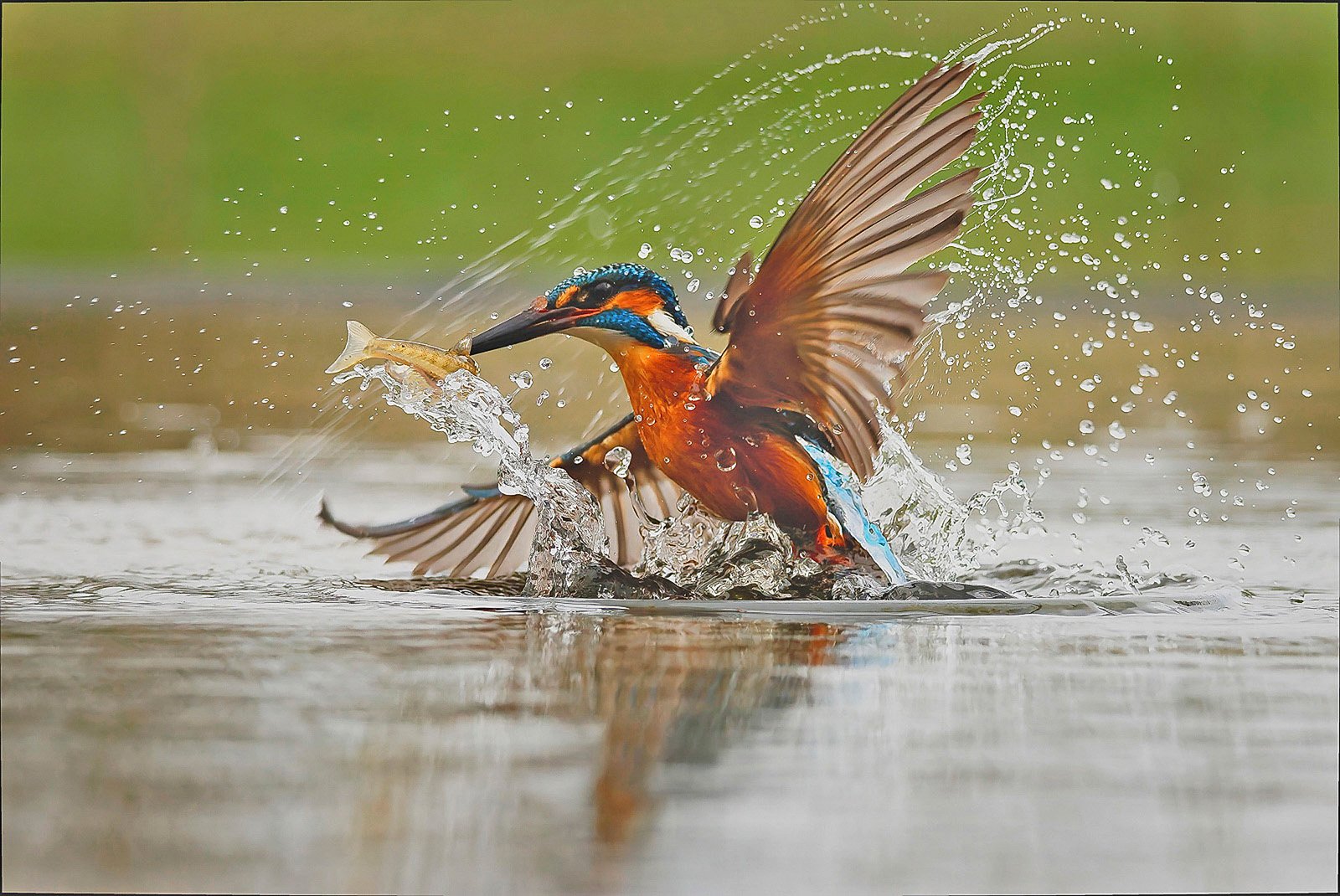 Elisabeth Fenwick - Got the fish.jpg