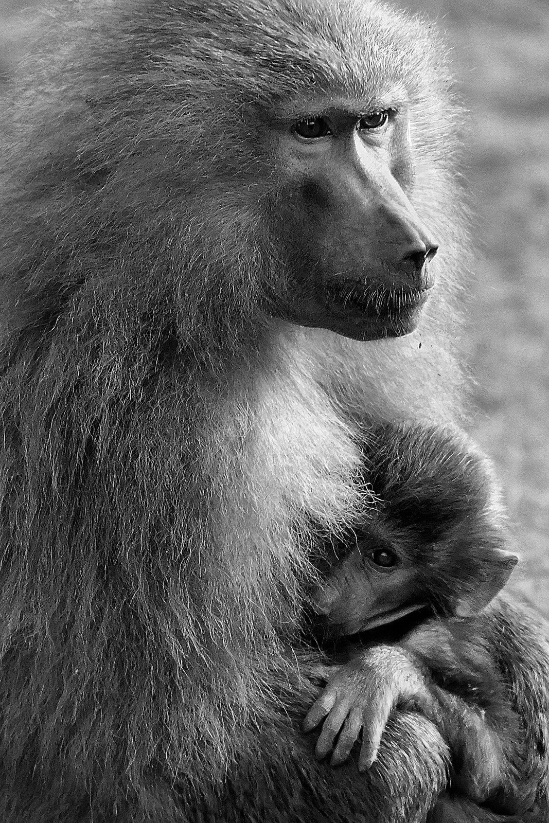 Elizabeth Colver - Mother Love.jpg