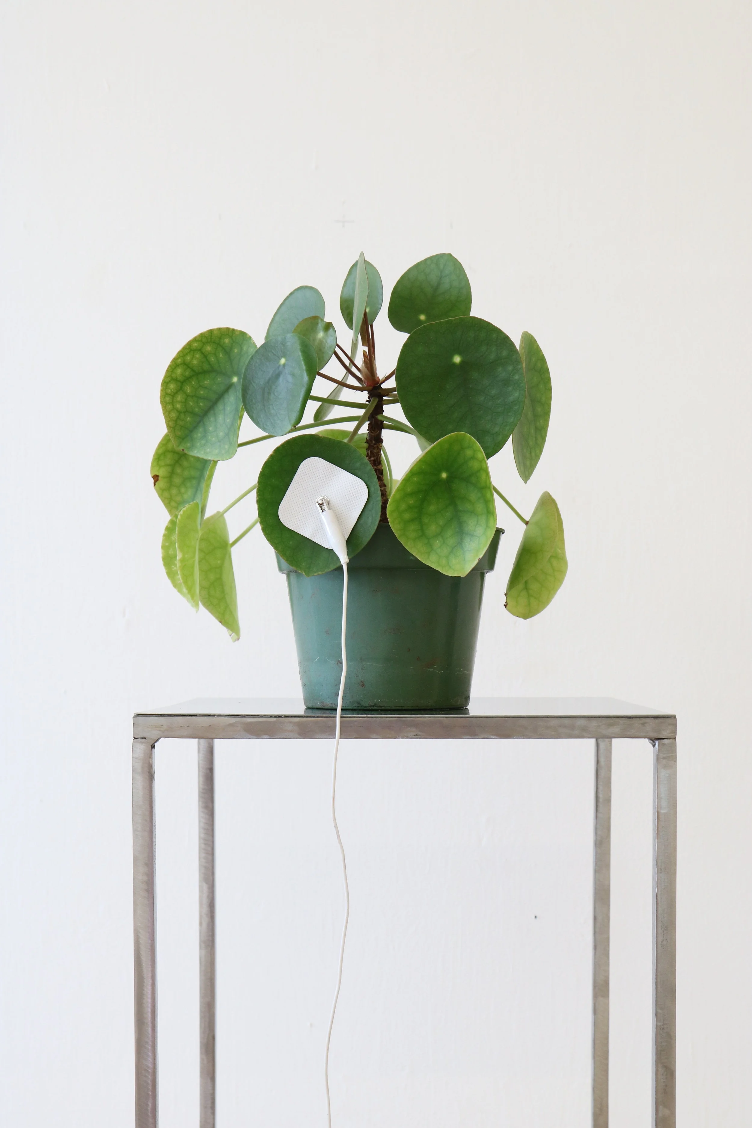 'Screaming Money Plant' 