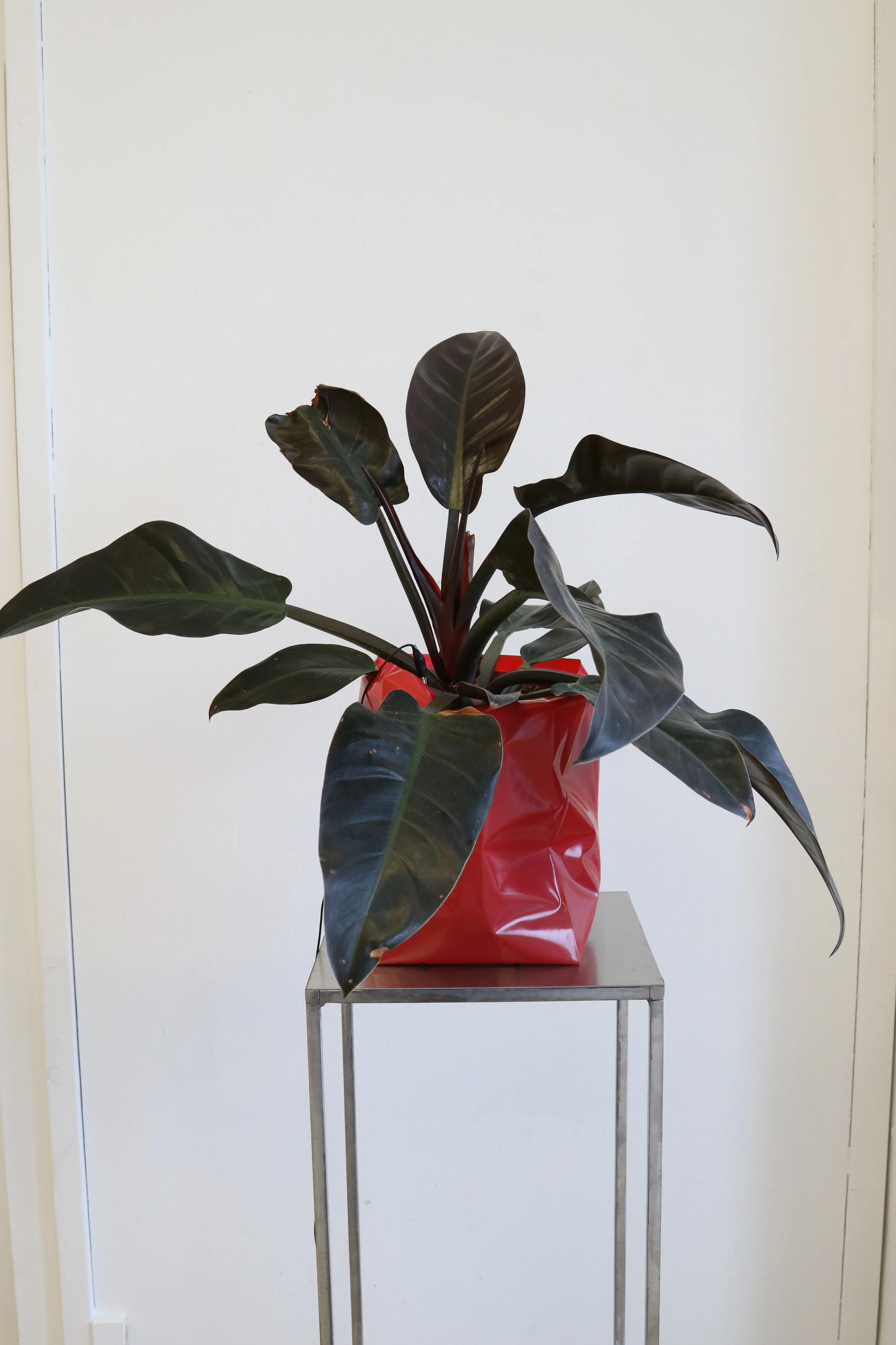 Detail of 'Protesting Plants'