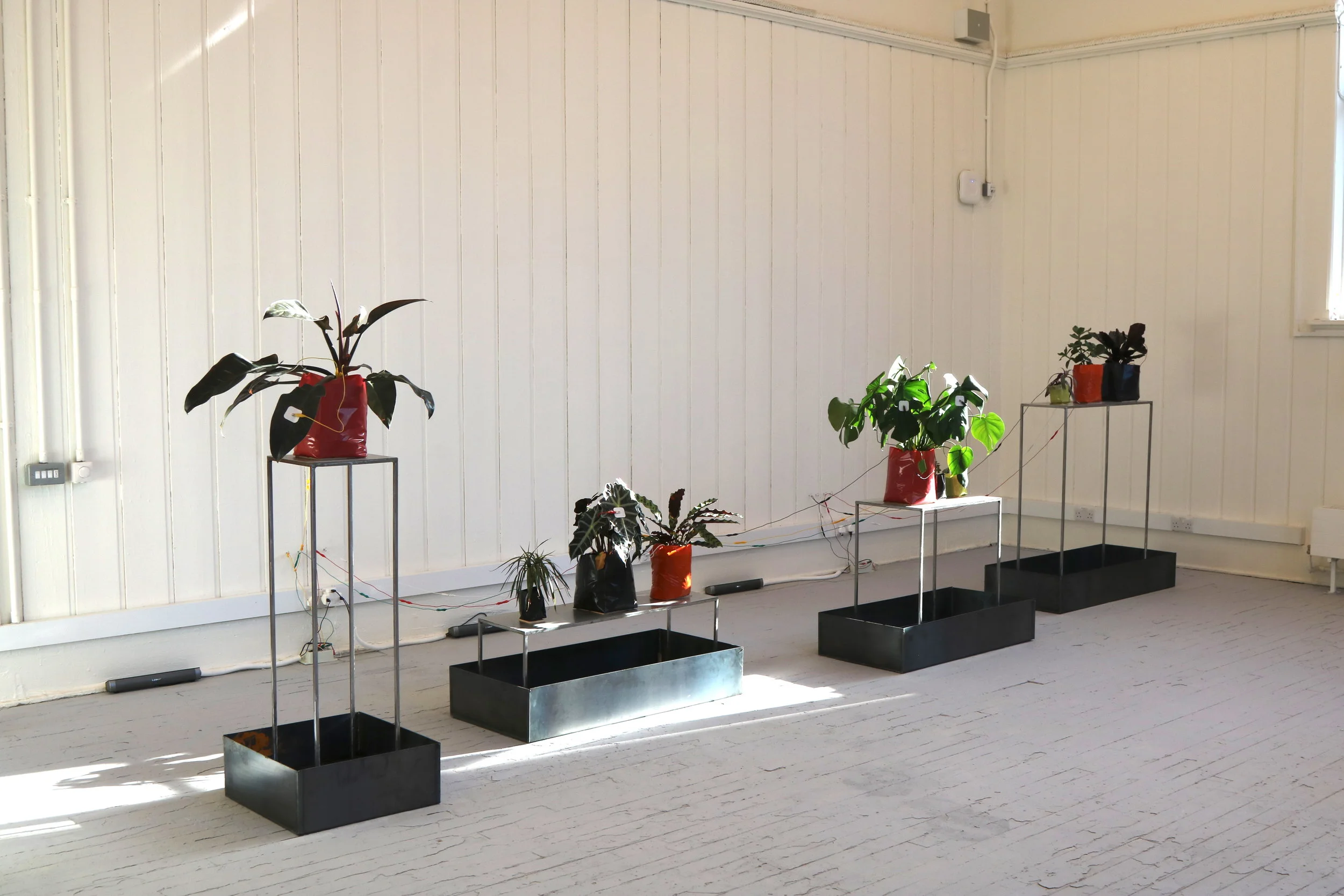 'Protesting Plants' interactive plant installation at 'Edinburgh College of Art Degree Show'