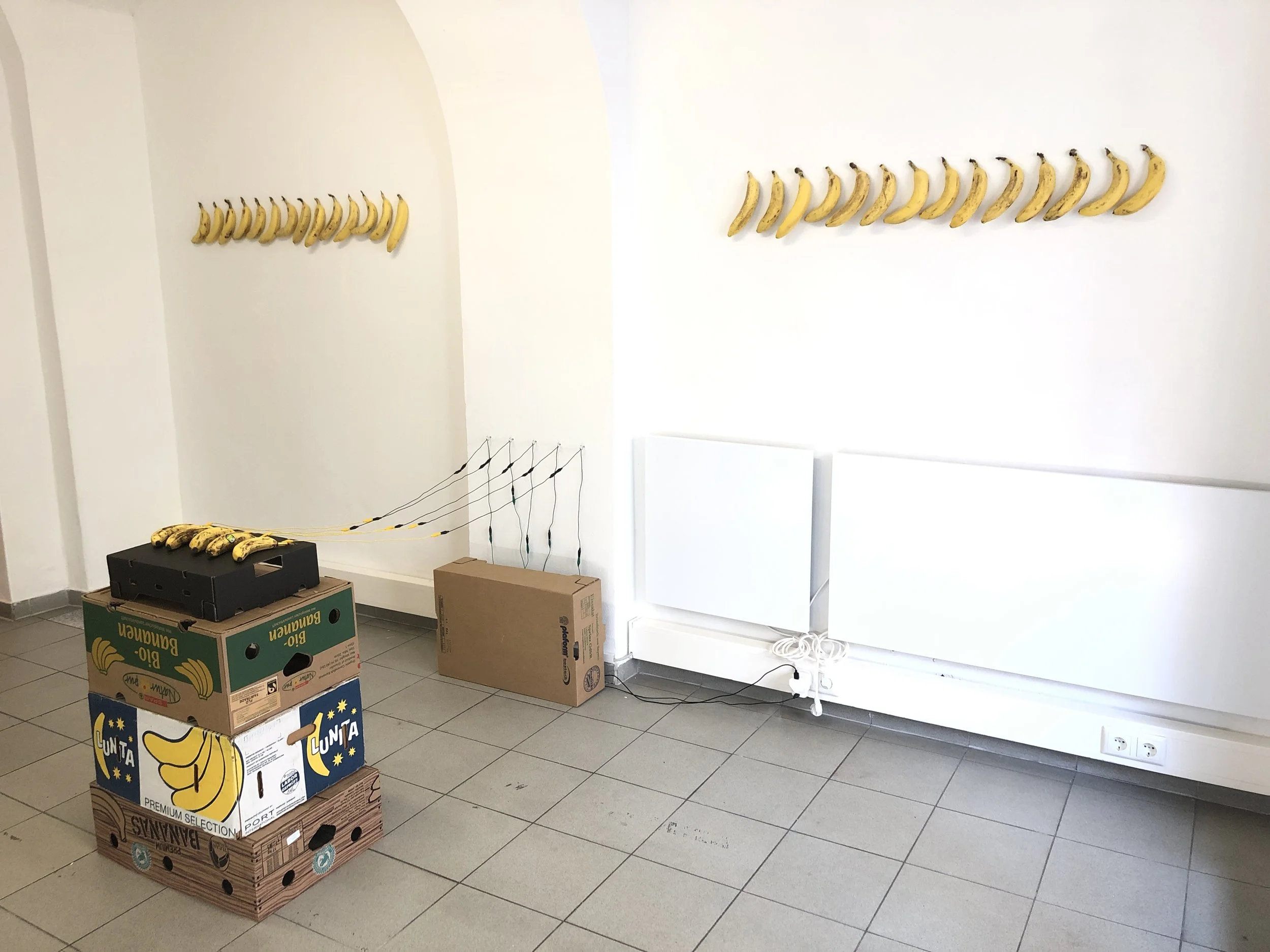 SAVE THE BANANA FROM EXTINCTION, banana interactive installation, at my solo show 'A Gentle Reminder', May 2019, Edition, Linz, Austria