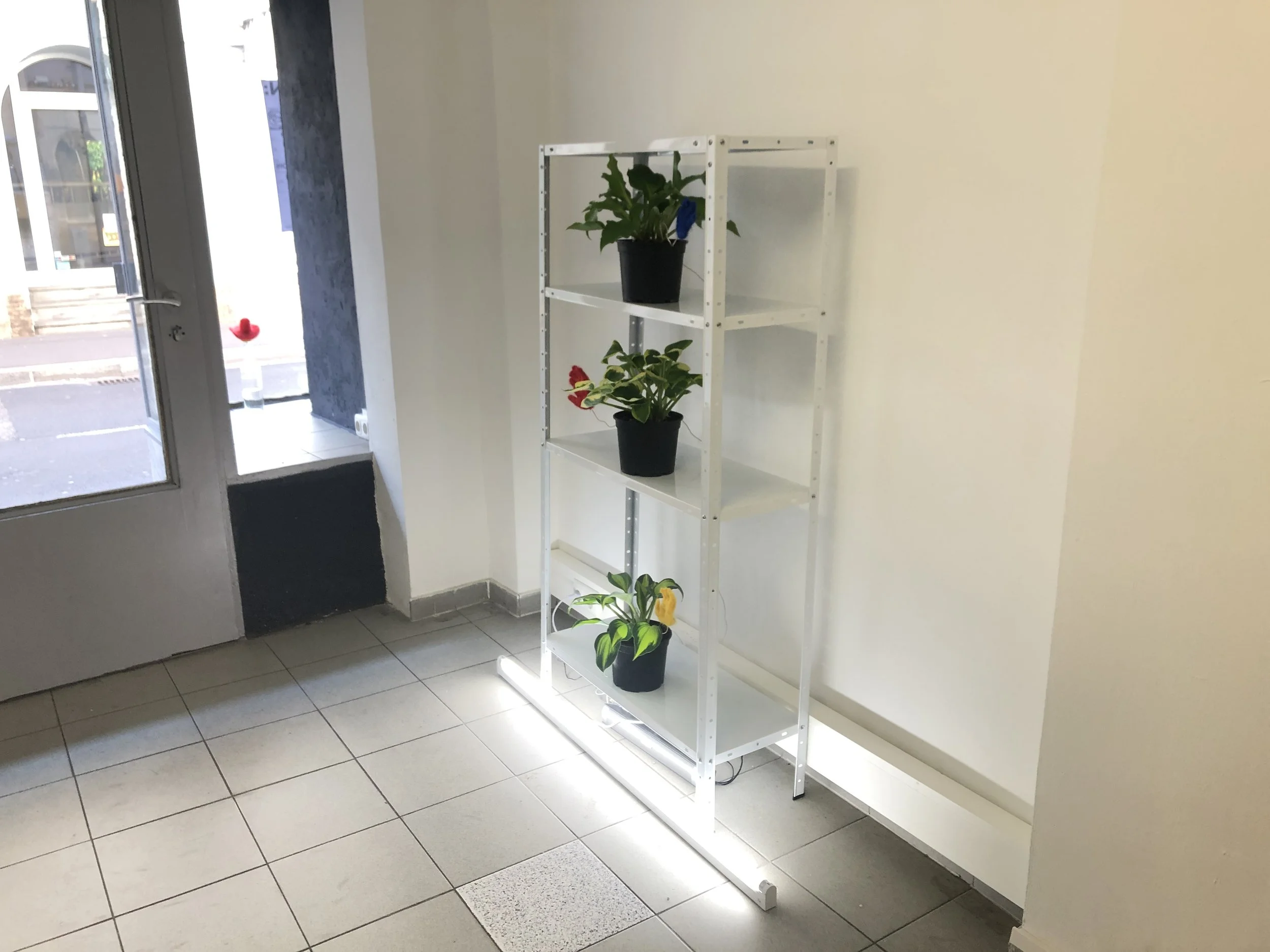 'Protesting Plants,' interactive installation, at my solo show 'A Gentle Reminder', May 2019, Edition, Linz, Austria