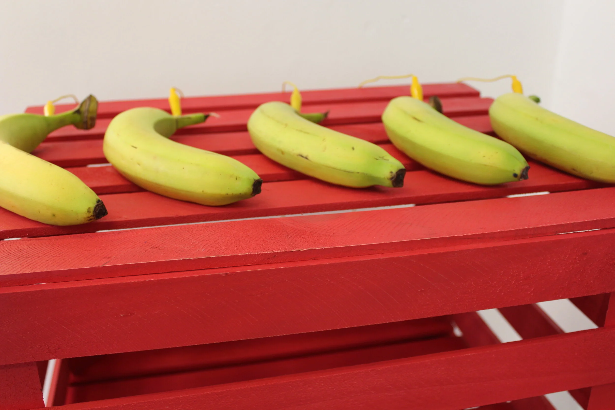 SAVE THE BANANA FROM EXTINCTION, banana interactive installation, at my solo show 'DEAD-HEAD', August 2019, The Station, Bristol