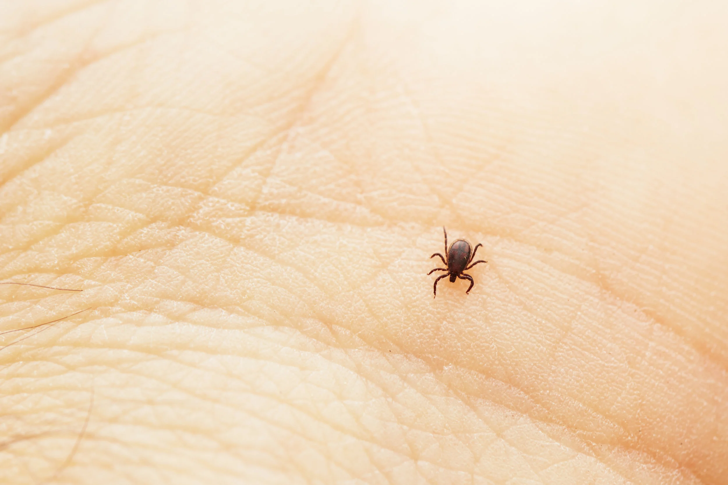 Tick