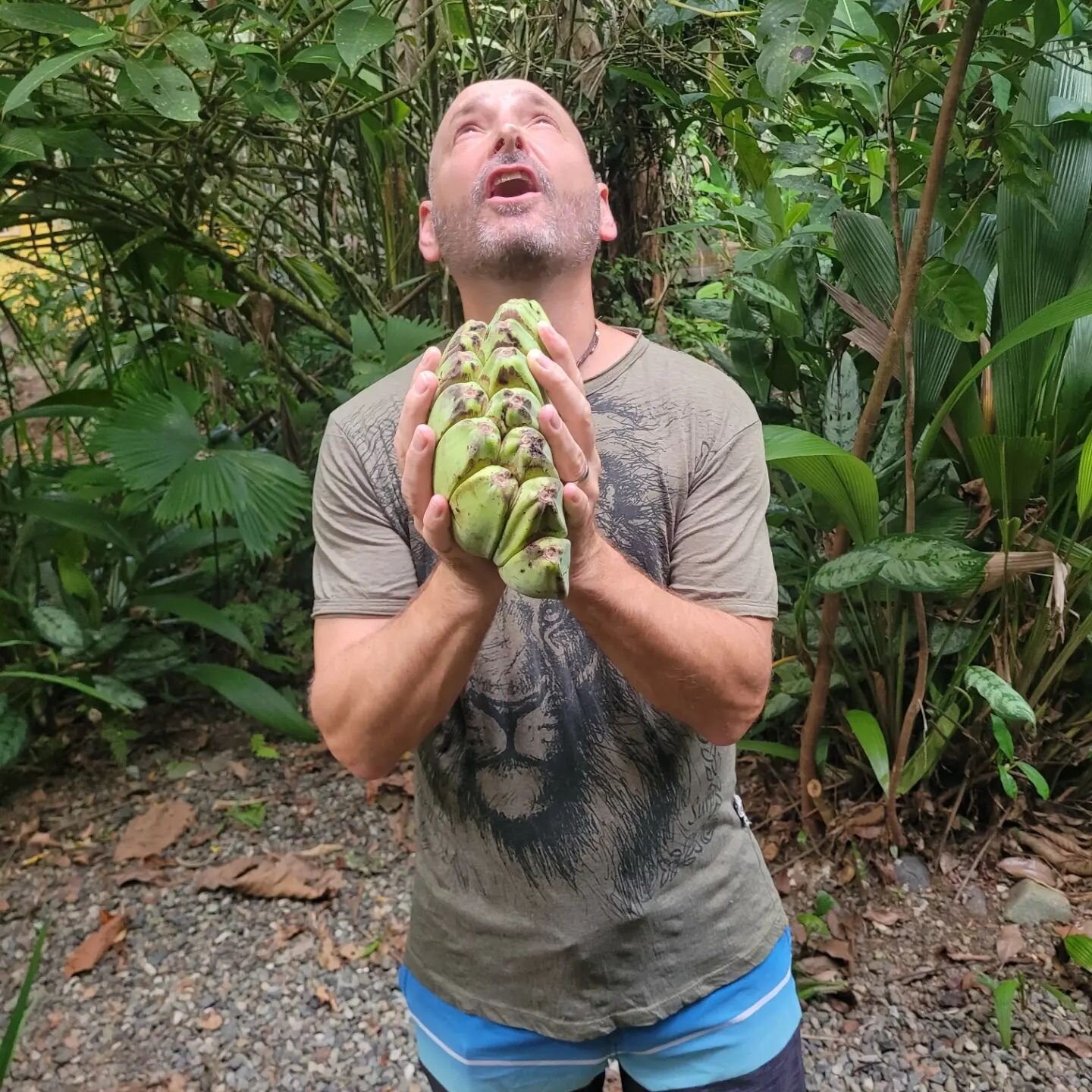 My friend picked these bananas today. They are called.&quot;Praying bananas.&quot;. Very cool varietal. There are hundreds of types of bananas in caribe. 
#thepelicanpubandcafe #timhalleyrestaurantconsulting 
#timhalleycatering 
#bananas #prayingbana