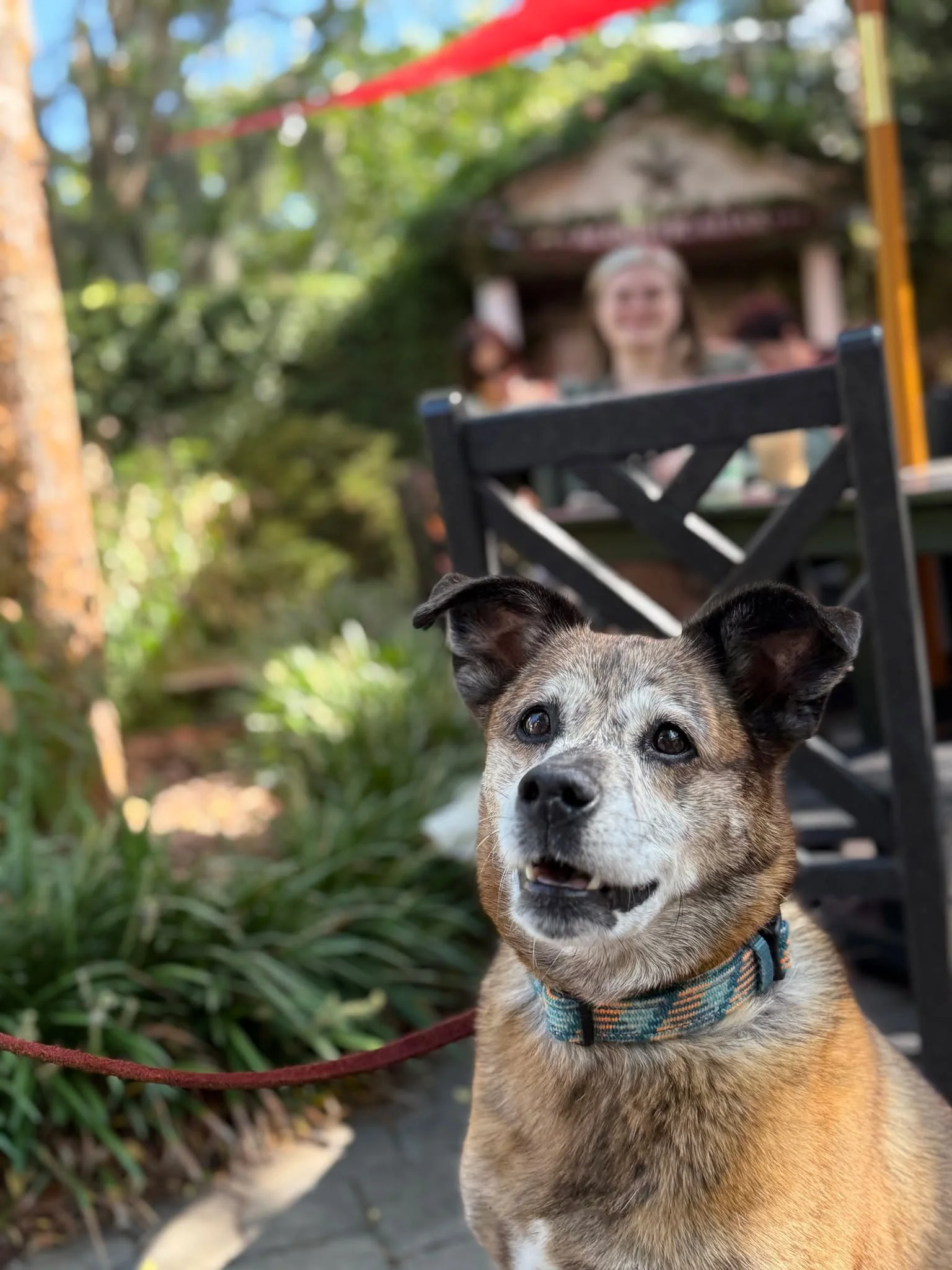 🐾 ☕ 🌟 Meet Ruby! 

 Come sip, chill, and vibe with us at Lattes and Lonestars happy hour from 6-9PM today&mdash; and yes, your pets are totally invited. 🐶💛 

#FoxandtheHound #PetFriendlyCafe #FoxyLoxyVibes #LattesAndLonestars #SavannahSpots #Dogs