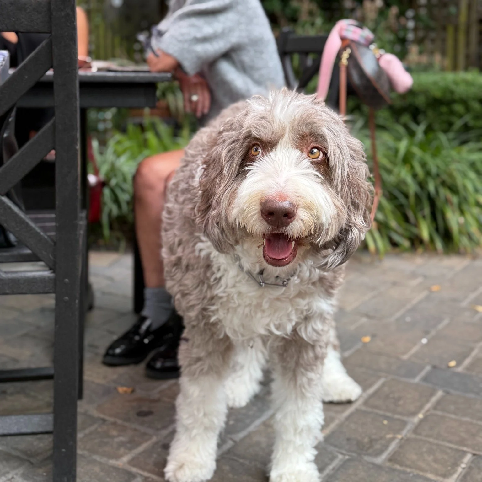 🎃🐾 Wag-o-ween is almost here! We&rsquo;re gearing up with treats for all our furry friends! Stop by on Oct. 25 &amp; 26 🐶👻

#wagoweensavannah #foxandthehound #courtyarddogs #cafelifestyle☕️ #dogsandcoffeeshops #starlanddistrict #visitsavannah #fu