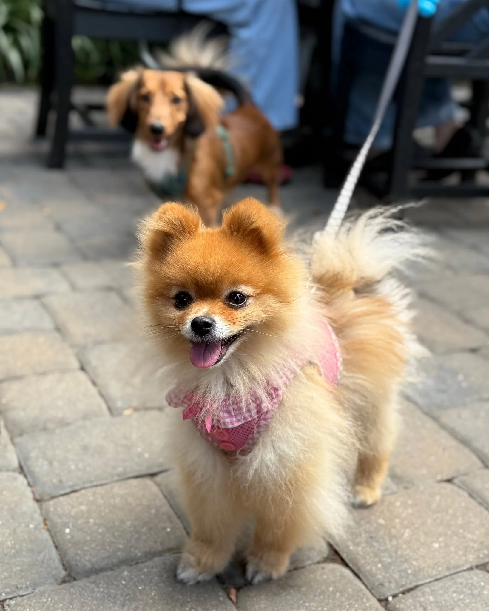 Hello, November! 🍂 Cooler days call for cozy coffee moments&mdash;and we&rsquo;ve got just the spot for you (and your pup 🐾)! Foxy Loxy is dog-friendly, and we loved meeting the sweet pomeranian and dachshund duo who stopped by for a courtyard hang