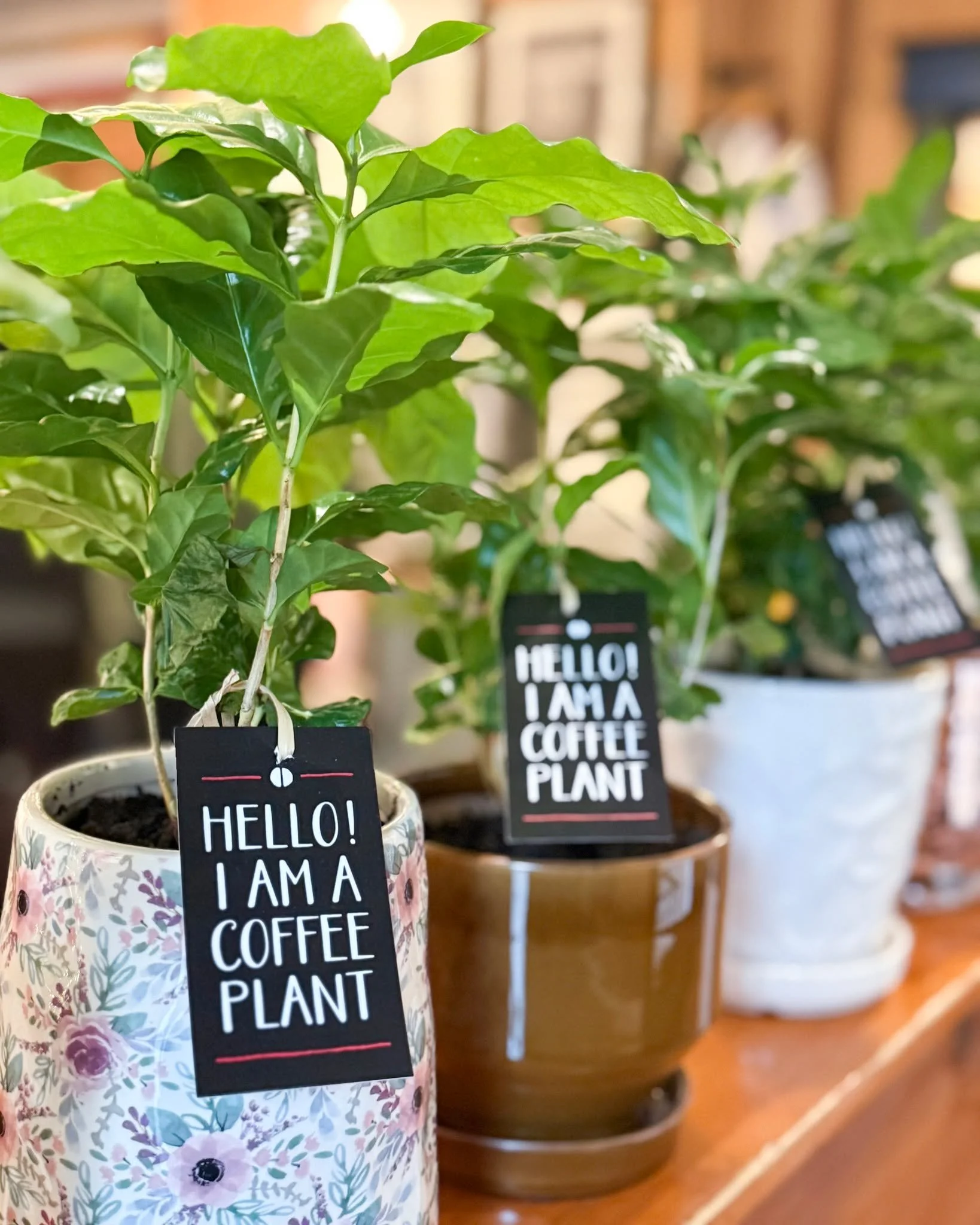 It&rsquo;s that time of year again&mdash;our coffee plants are back in stock! These beautiful plants don&rsquo;t just look great; they grow real coffee beans.

We have a limited supply, so don&rsquo;t miss your chance to own a little piece of Foxy. O