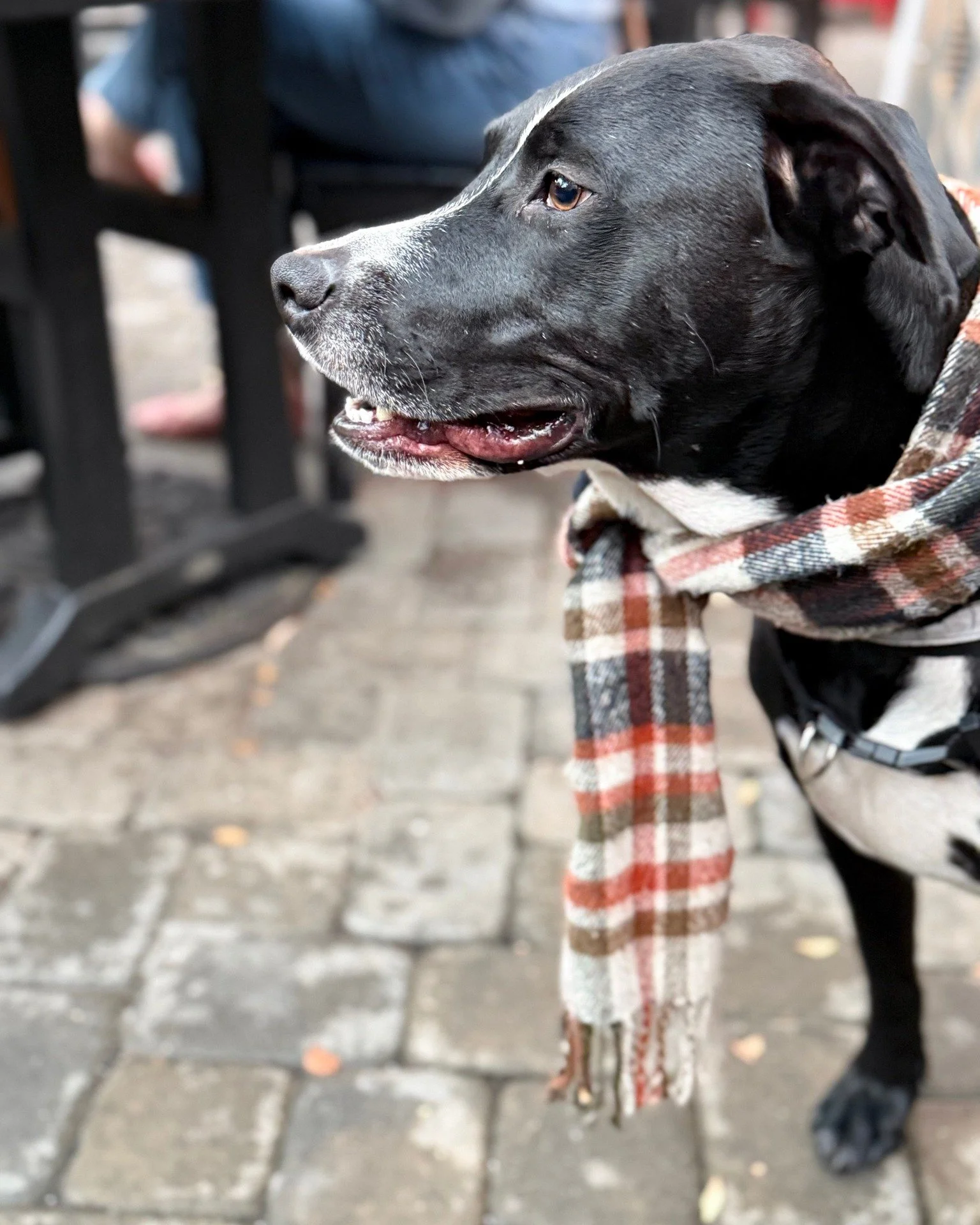 Bundle up and come see us today!
We have normal operating hours on December 31 and January 1, 2026.
Happy New Year from Foxy Loxy! 🐾✨
#FoxyLoxyCafe #SavannahCoffee #NewYearsVibes #CoffeeLovers #FoxandtheHound