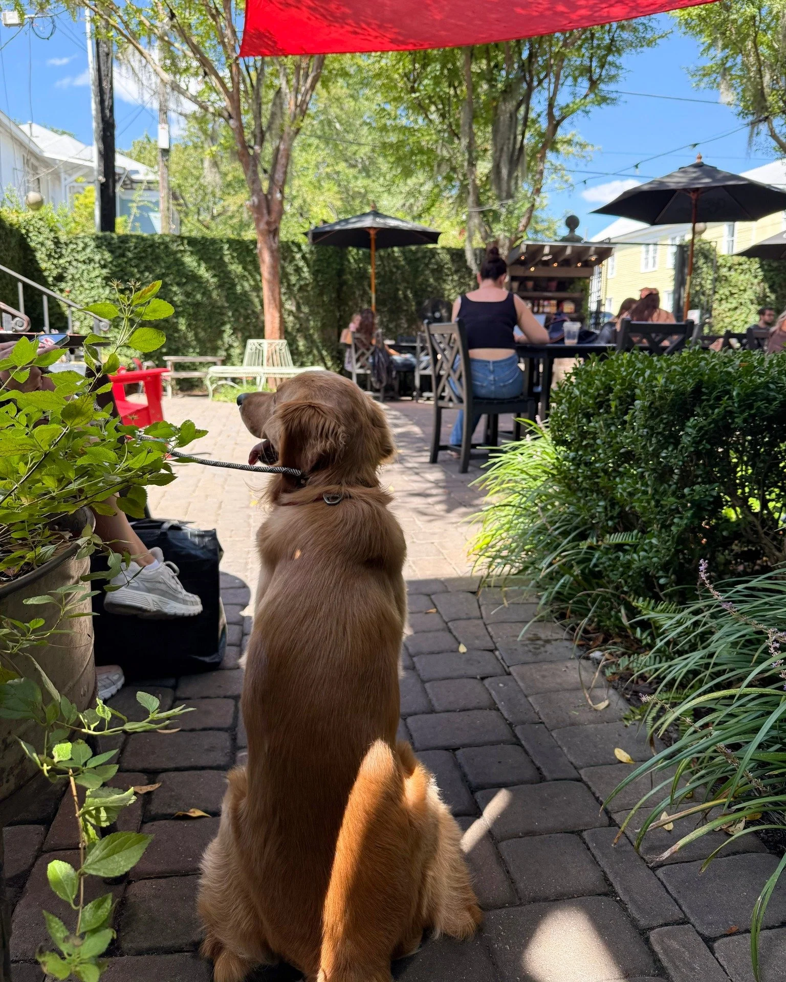 Happy Tuesday! It&rsquo;s the perfect day to bring your pup, find a sunny spot in our courtyard, and sip your favorite coffee.

#FoxyLoxyCafe #SavannahGA #SavannahCoffee #CourtyardVibes #FoxandtheHound #DogFriendlySavannah #SavannahEats