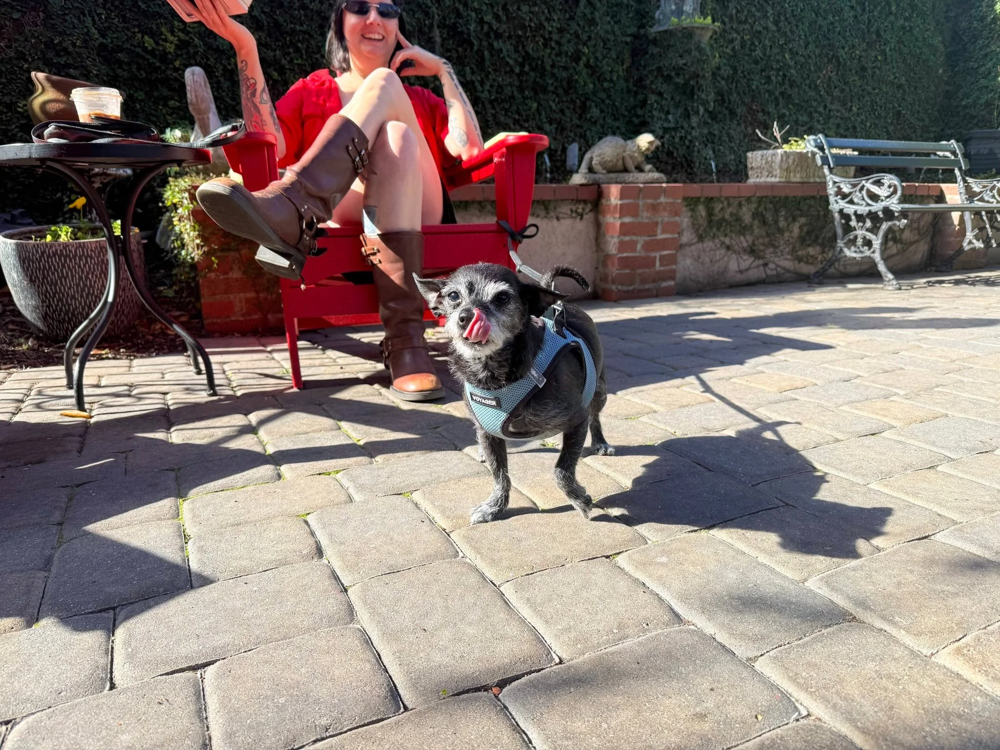 Come order your favorite coffee and chill in our cozy courtyard. Good coffee, good vibes, and very good pups. ☕🐶 

#FoxyLoxyCafe #SavannahEats #Foxandthehound #SavannahCoffee #VisitSavannah #CozyCourtyard #ChihuahuaLove #CoffeeTime #SAVLife #LocalCa