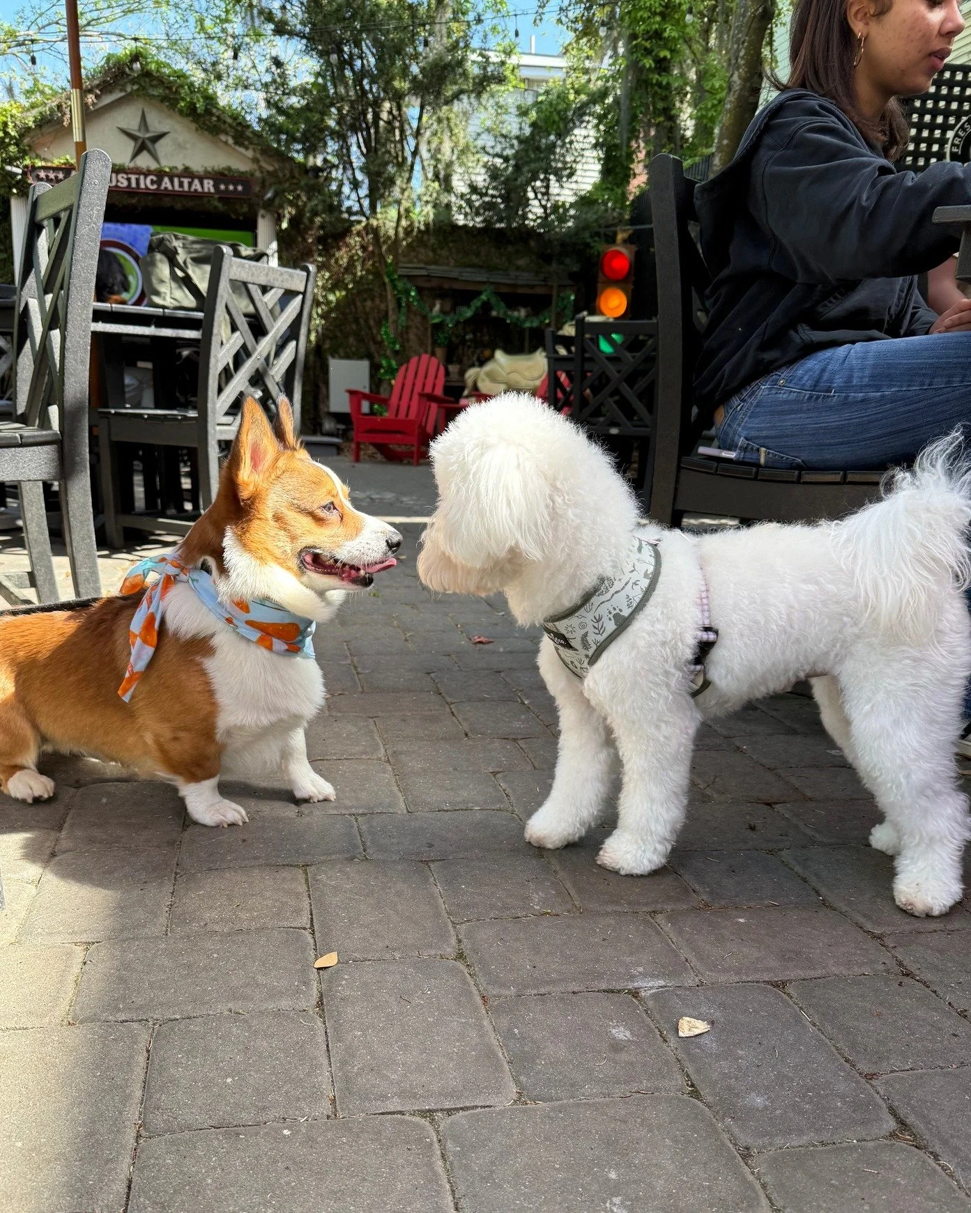 Nose-to-nose kind of love 🐾💛

Good coffee, sunny courtyard vibes, and puppy pals making new friends&mdash;this is what mornings at Foxy Loxy are all about. Bring your bestie (two‑legged or four‑legged) and meet us outside ☕🐶

#FoxyLoxyCafe #Courty