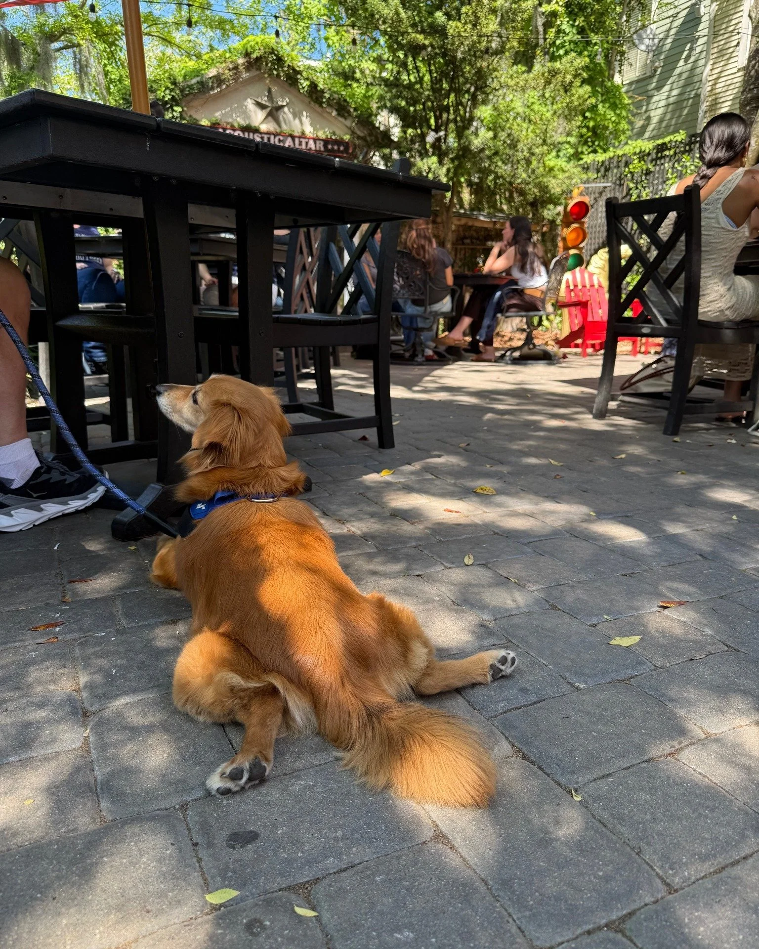 Serving serious chill energy ☀️🐾

Take notes from our furry friend and cool down with an iced latte or cold brew.

#FoxyLoxyCafe #SavannahCoffee #FoxandtheHound #IcedLatteVibes #ColdBrewSeason #DogsofSavannah