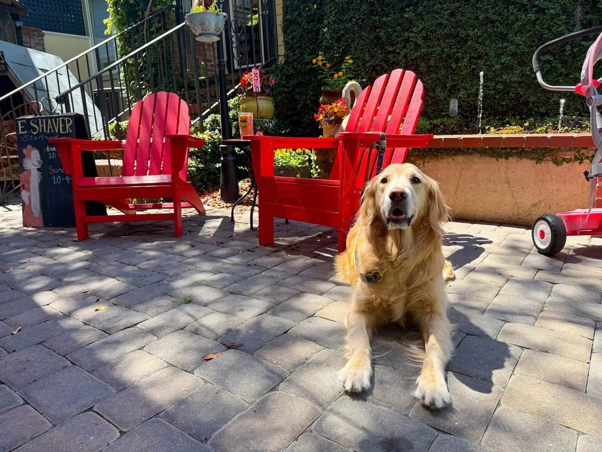 Things are looking bright and golden around here. 🐾

Our furry friend has found the perfect spot to lounge next to our Adirondack chairs&hellip; now all that&rsquo;s missing is you (and a coffee ☕)!

Swing by, grab a treat, and stay awhile &mdash; i