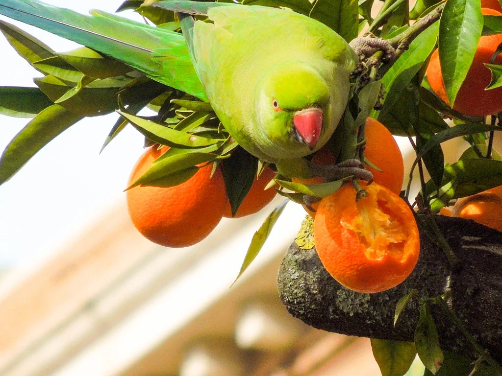 A parrot eating an orange near the Vatican Museum - would we have been able to capture this if we were being shuffled around in the crowd?