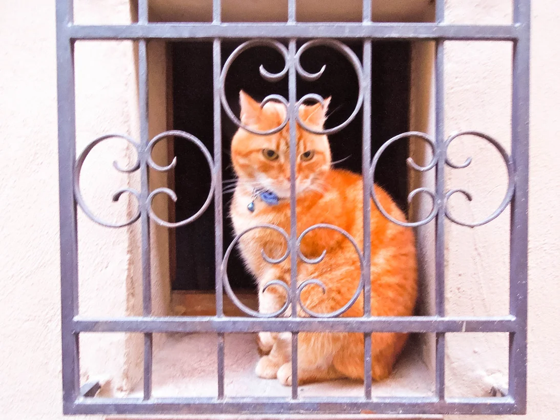 Cat in the window along one of the streets in Montepulciano, Italy