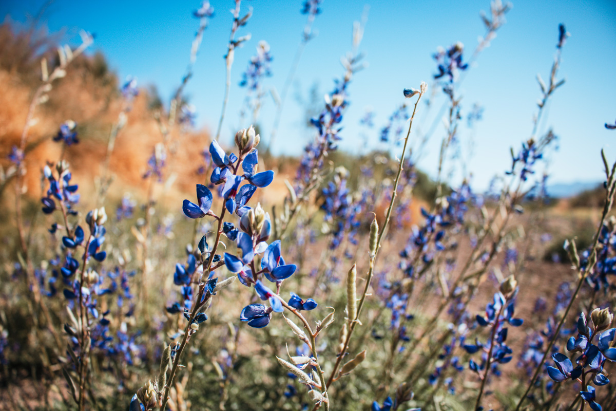 Bluebonnets in Big Bend - by Riley Hersuka