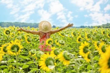sunflowers-3640938_640-360x240.jpg