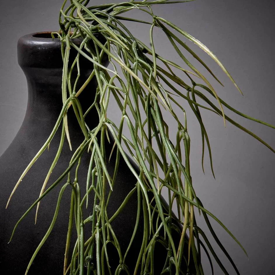 horse tail fern2.jpg