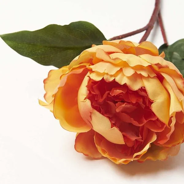 peony1.jpg